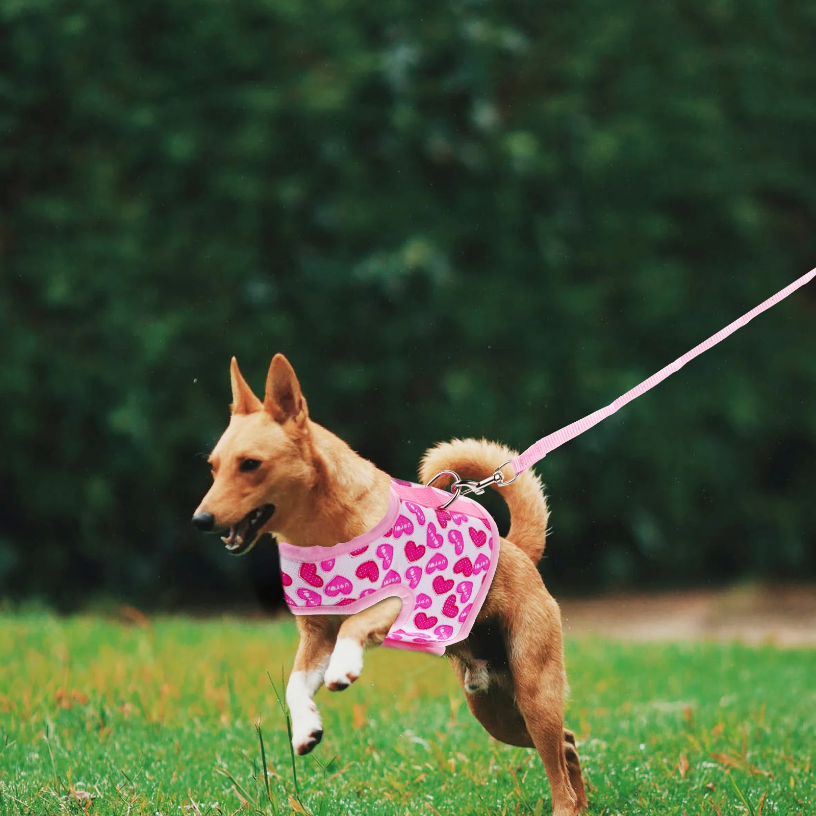 Pet Dog Lightweight Mesh Vest For Walking Running Training Comfortable Fit Small Dogs Outdoor Indoor Cozy Easy On Off Gift Cute
Pet Dog Lightweight Mesh Vest For Walking Running Training Comfortable Fit Small Dogs Outdoor Indoor Cozy Easy On Off Gift Cute