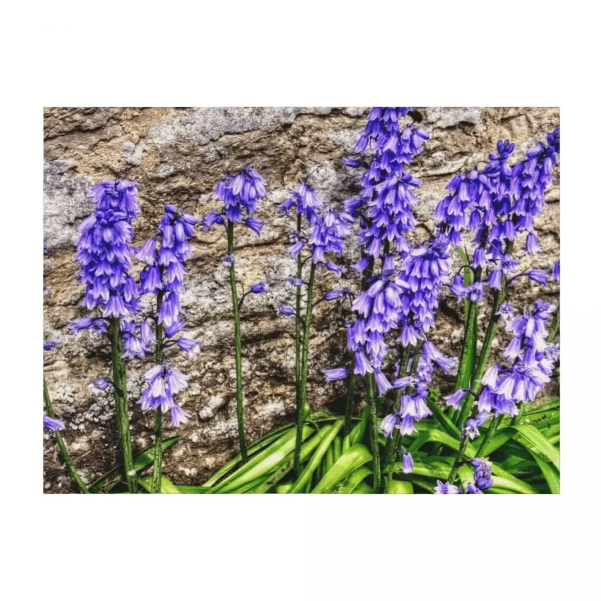 Spanish Bluebells Throw Blanket Tourist Bed covers Soft Baby Blankets
Spanish Bluebells Throw Blanket Tourist Bed covers Soft Baby Blankets