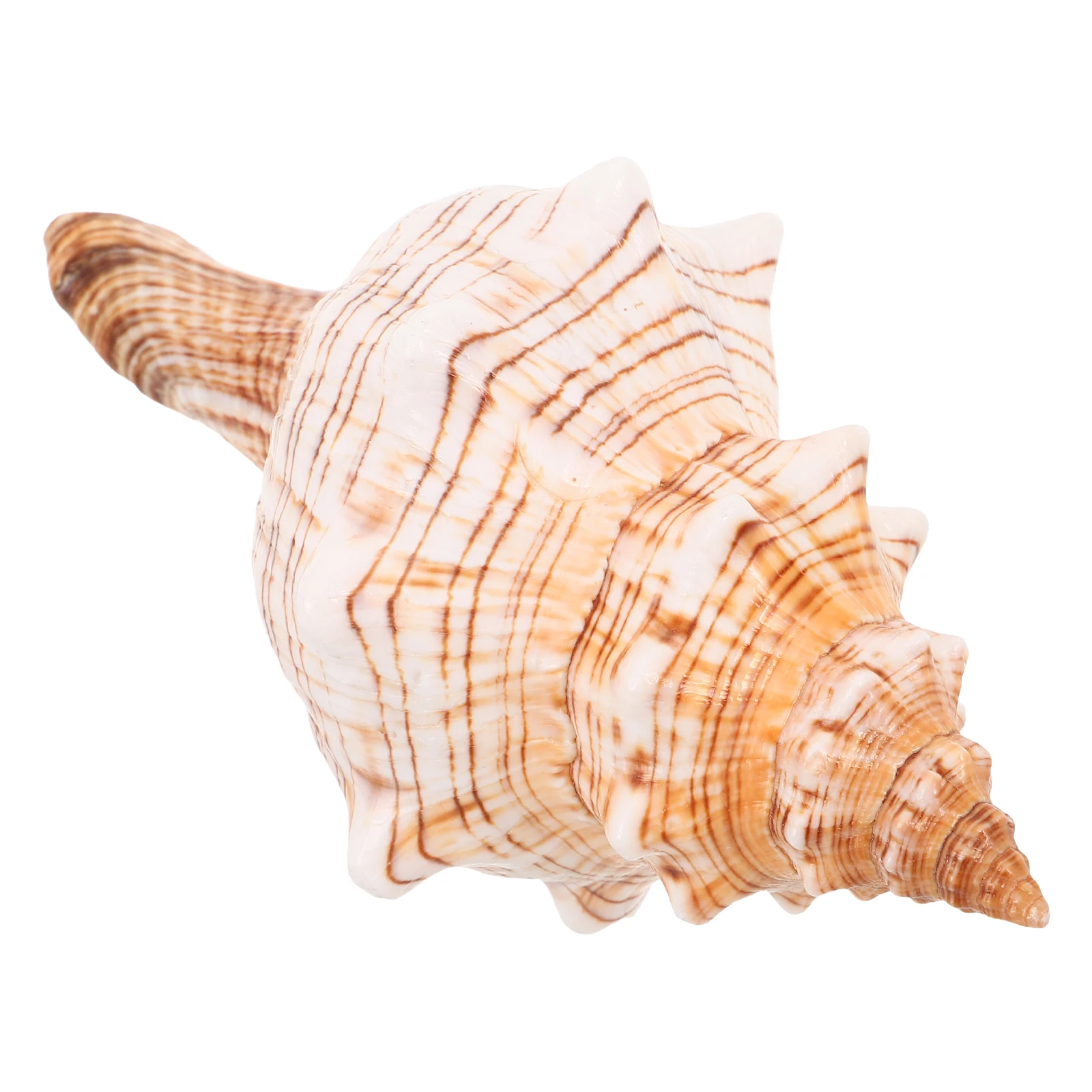 Conch Decorative Ornaments Aquarium Shell Desktop Beach Theme Shells Decoration
Conch Decorative Ornaments Aquarium Shell Desktop Beach Theme Shells Decoration