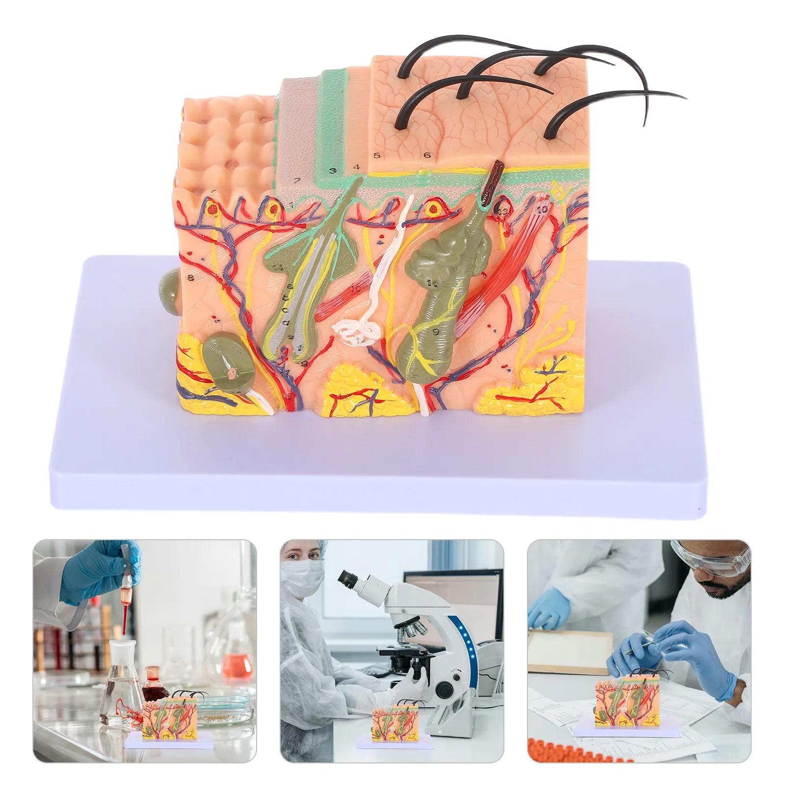 Skin Anatomy Model: 35X Enlarged Human Skin Layer Structure For Teaching Science Classroom Display Study Education Tool
Skin Anatomy Model: 35X Enlarged Human Skin Layer Structure For Teaching Science Classroom Display Study Education Tool