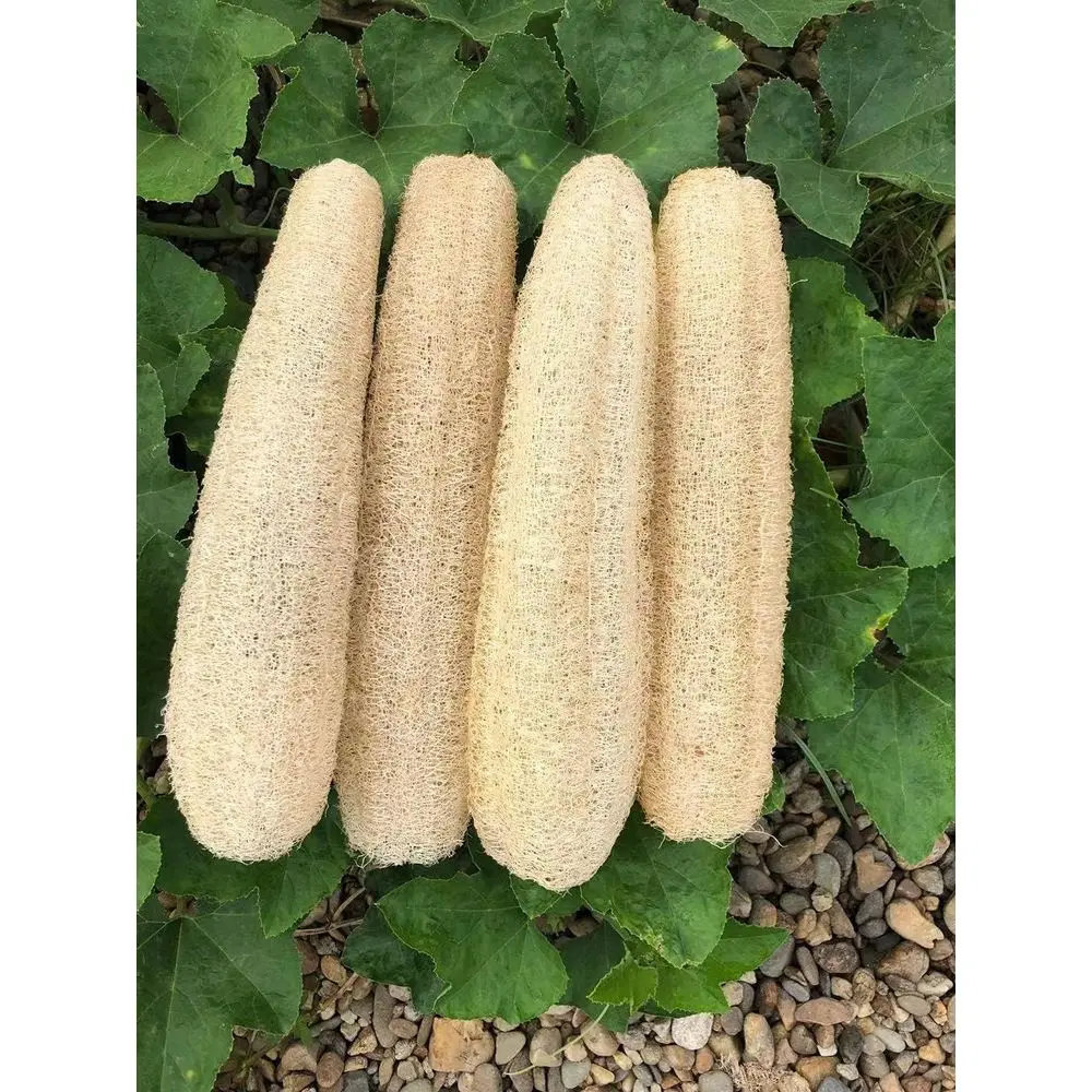 Organic Loofah Bath Sponge Set - 4 Pack, Exfoliating Shower Scrubber for Men & Women, Daily SPA-Quality Skin Care
Organic Loofah Bath Sponge Set - 4 Pack, Exfoliating Shower Scrubber for Men & Women, Daily SPA-Quality Skin Care