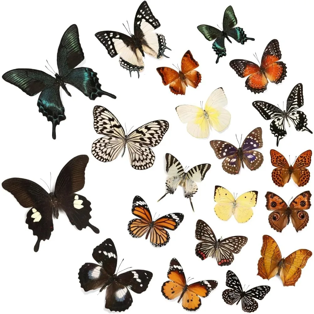 Spread Wing Butterfly Taxidermy DIY Kit for Shadow Box Display 20 Specimens
Spread Wing Butterfly Taxidermy DIY Kit for Shadow Box Display 20 Specimens