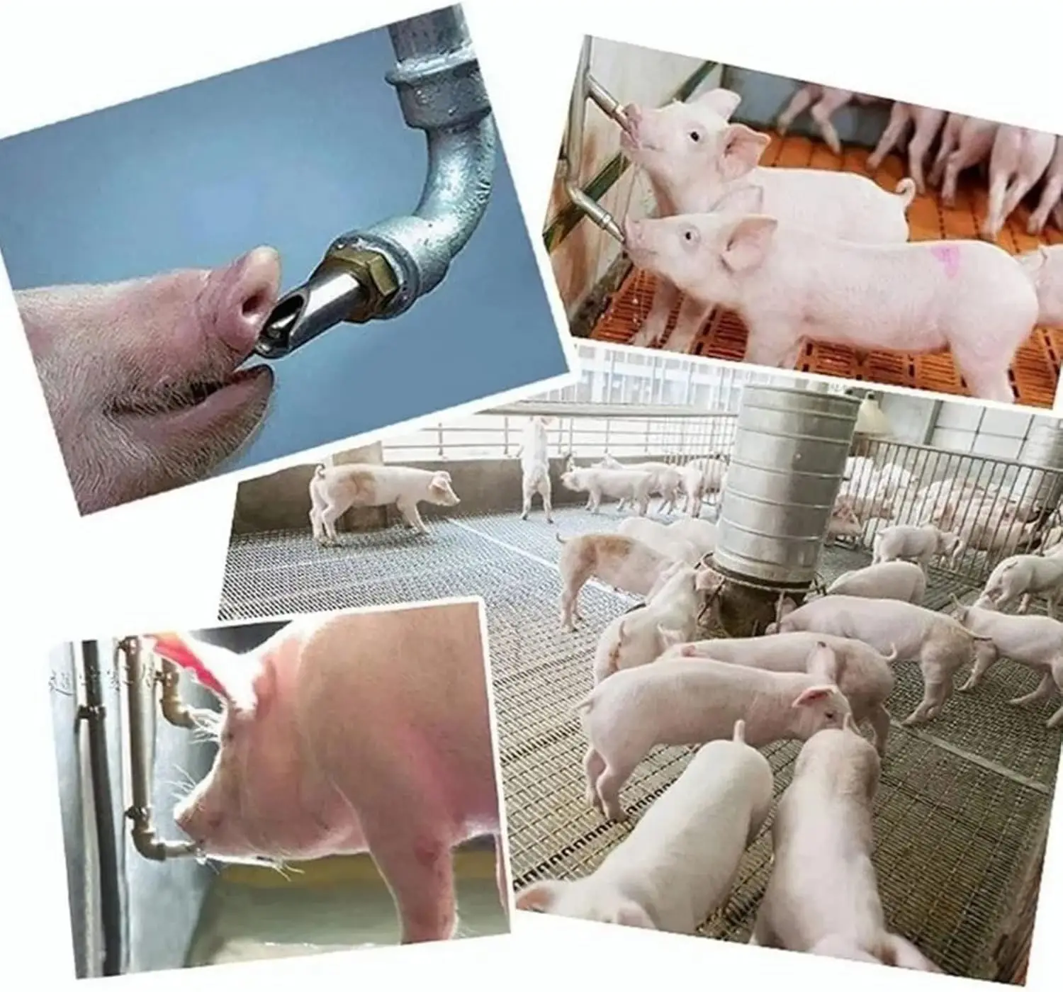 10Pcs Pig Water Nipple Automatic Pig Nipple Drinker Feeder Stainless Steel Piglets Cattle Waterer Drinking Dispenser
10Pcs Pig Water Nipple Automatic Pig Nipple Drinker Feeder Stainless Steel Piglets Cattle Waterer Drinking Dispenser