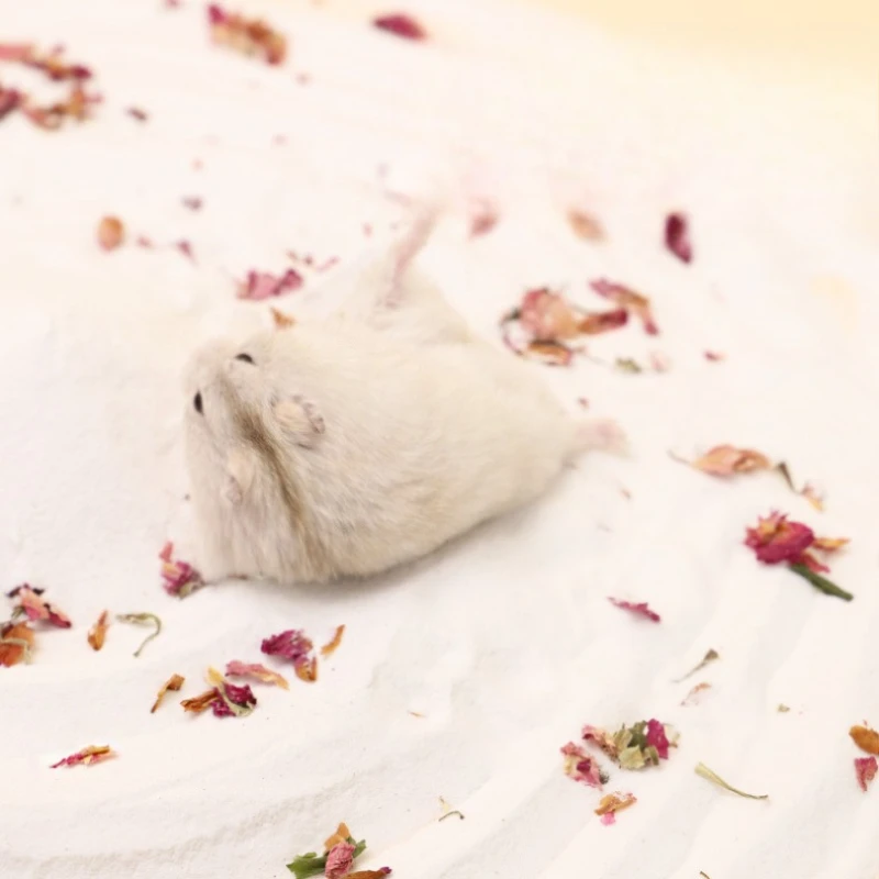Hamster Bath, Sand Bath, Urine Sand, Golden Bear Toilet, Urine Sand Bath, Specialized Deodorizing and Cleaning Products
Hamster Bath, Sand Bath, Urine Sand, Golden Bear Toilet, Urine Sand Bath, Specialized Deodorizing and Cleaning Products