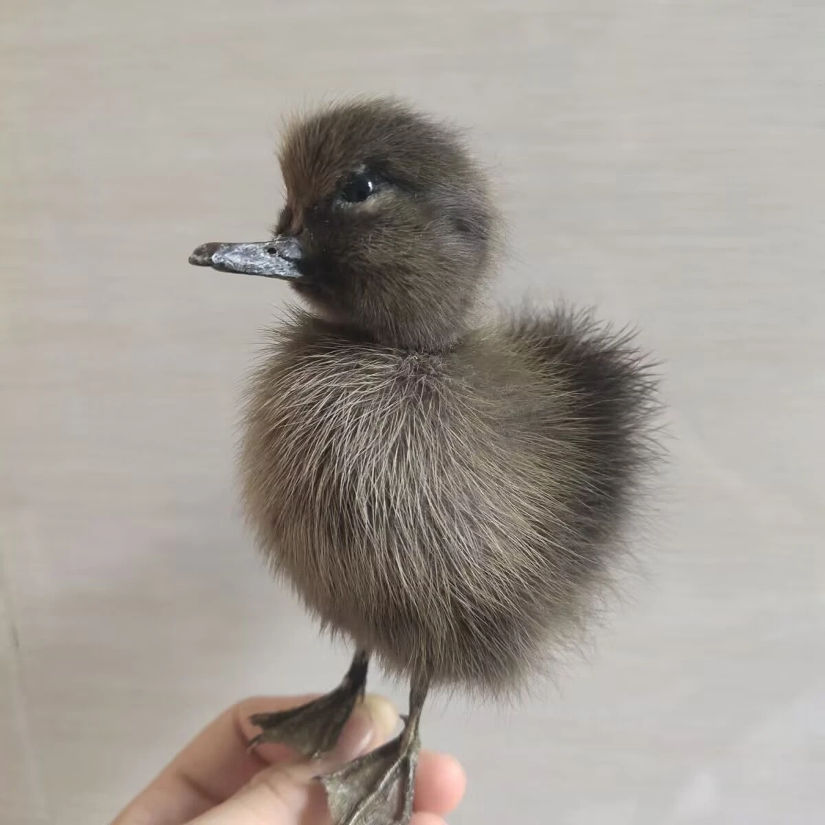 Реалистичная налогодермия мини-утенка — реалистичный образец утки ручной работы для домашнего декора, обучения в классе и демонстрации коллекционеров
Реалистичная налогодермия мини-утенка — реалистичный образец утки ручной работы для домашнего декора, обучения в классе и демонстрации коллекционеров