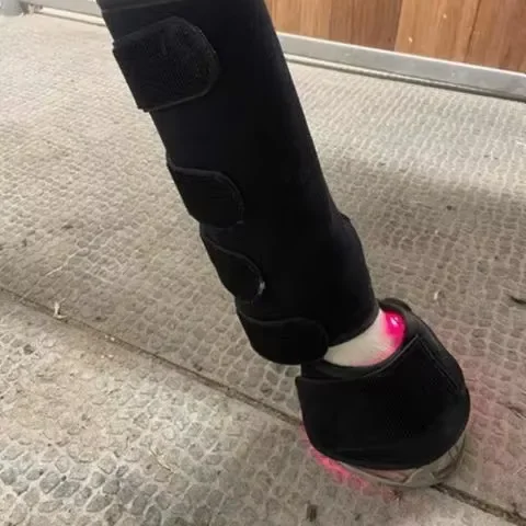 Portable Phototherapy Near Light Therapy Device Hock Hoof Boot Equipment For Horse Pain Relief
Portable Phototherapy Near Light Therapy Device Hock Hoof Boot Equipment For Horse Pain Relief