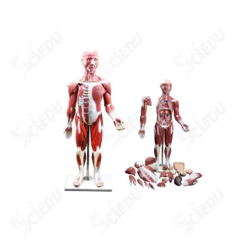 Human 1/2 Life Size High Quality Muscle Model For Medical Science
Human 1/2 Life Size High Quality Muscle Model For Medical Science