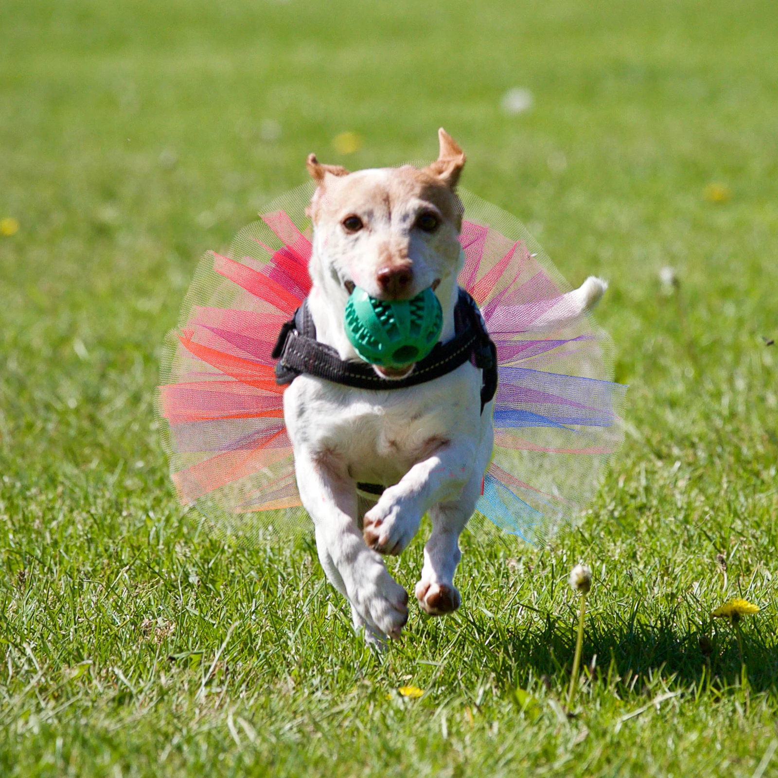 Rainbow Pet Collar Multicolor Dog Tutu Dress Summer Skirt Small Medium Cats Dogs Colored S Comfortable Breathable Thin Gauze
Rainbow Pet Collar Multicolor Dog Tutu Dress Summer Skirt Small Medium Cats Dogs Colored S Comfortable Breathable Thin Gauze