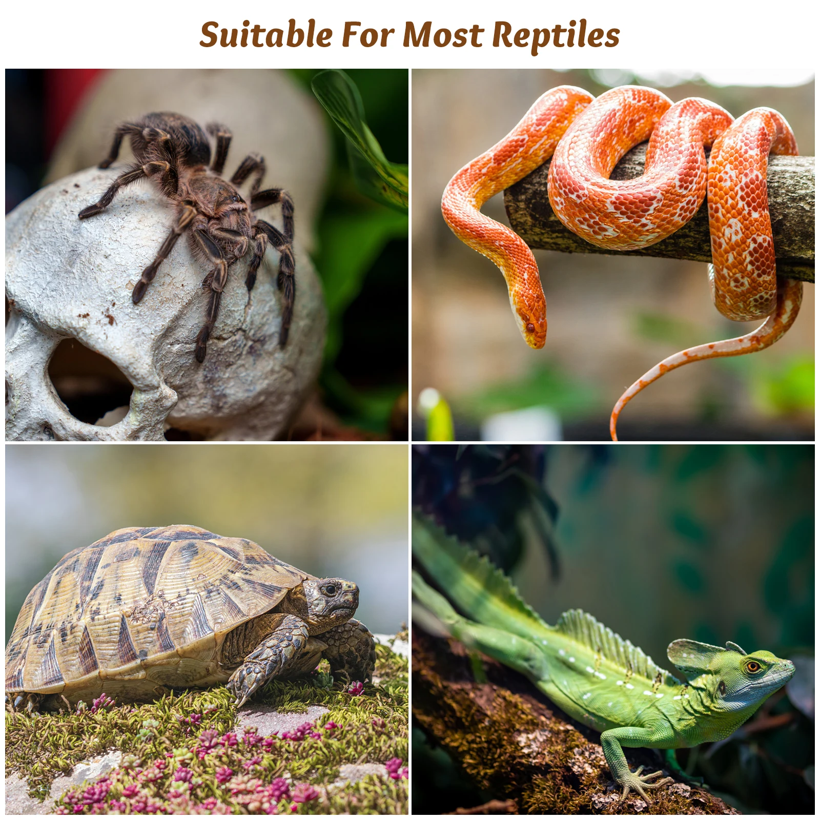 6pcs Reptile Terrarium BuckleDurable Plastic Turtle Clip for Aqua Tank Breeding Box Latch Turtle Cage Accessories
6pcs Reptile Terrarium BuckleDurable Plastic Turtle Clip for Aqua Tank Breeding Box Latch Turtle Cage Accessories