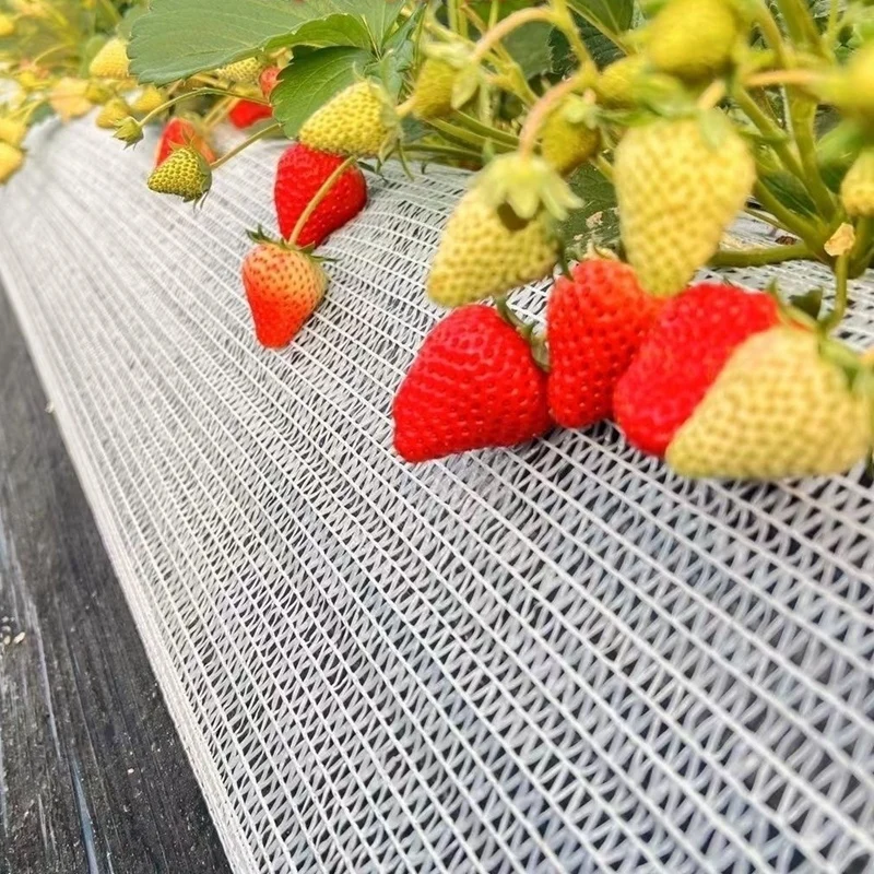30cm x 50M Ground Fruit Isolation Screen White Strawberry Fruit Support Mesh Net Greenhouse Sun Shade Net
30cm x 50M Ground Fruit Isolation Screen White Strawberry Fruit Support Mesh Net Greenhouse Sun Shade Net