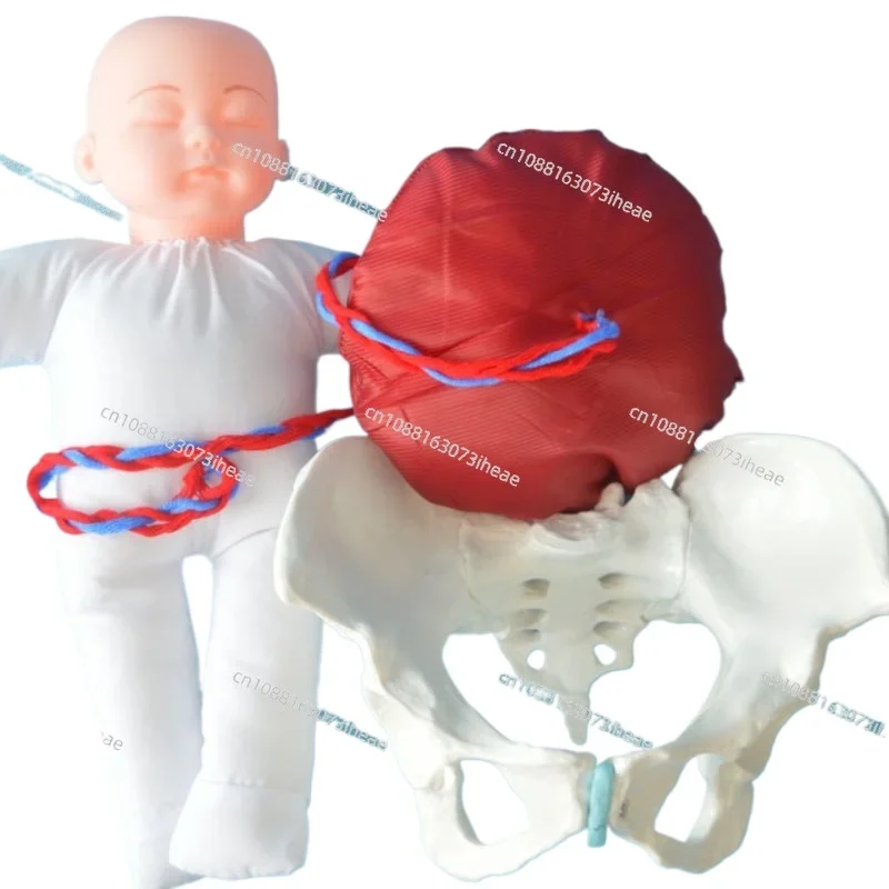 1:1 Life Sized Human Delivery Demonstration Pelvis Teaching Anatomy Model Fetus Umbilical Cord Placenta Model
1:1 Life Sized Human Delivery Demonstration Pelvis Teaching Anatomy Model Fetus Umbilical Cord Placenta Model