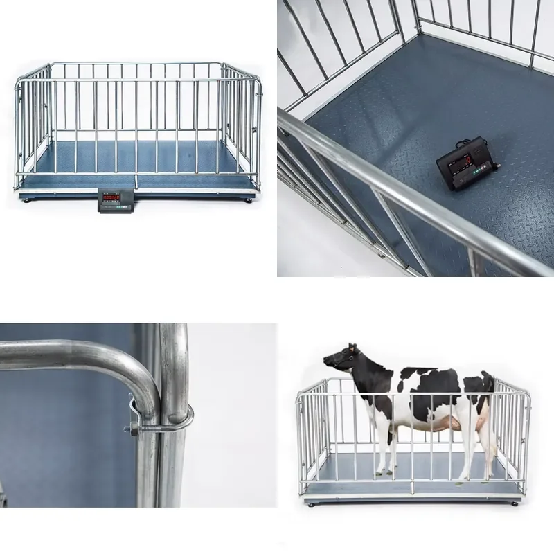 SFW Certificate Cheap 1 Ton Digital Platform Weighing Scale for Cattle Pig Sheep Goat with LCD Display Fence Accurate to
SFW Certificate Cheap 1 Ton Digital Platform Weighing Scale for Cattle Pig Sheep Goat with LCD Display Fence Accurate to