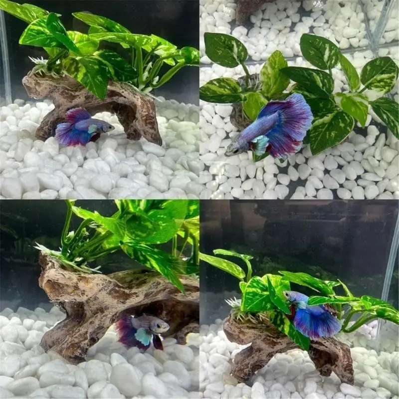Artificial Reptiles Aquarium Plant Decoration with Resin Base Terrarium Ornament for Fish Aquariums and Small Y5GB
Artificial Reptiles Aquarium Plant Decoration with Resin Base Terrarium Ornament for Fish Aquariums and Small Y5GB