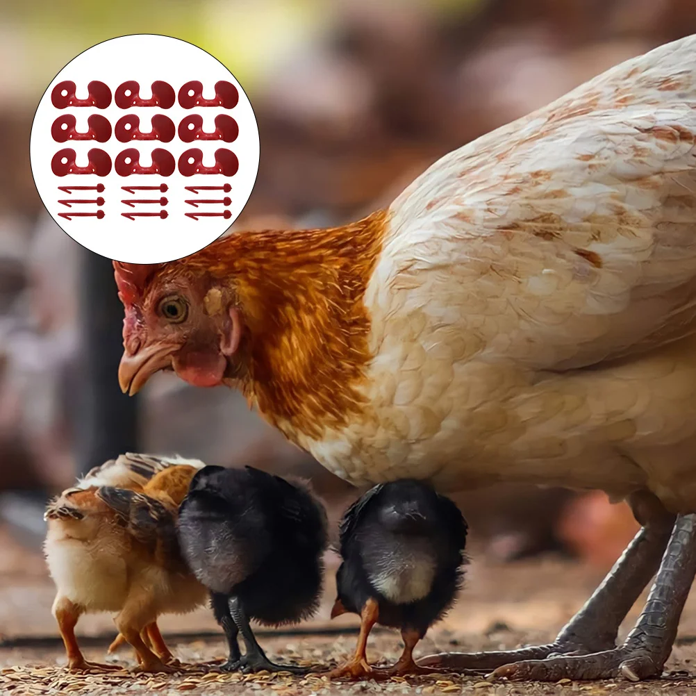 100 Pcs ABS Chicken Peepers Non Tethered Plastic Eyeglasses for Poultry Anti Pecking Farm Supplies Chicken Glasses
100 Pcs ABS Chicken Peepers Non Tethered Plastic Eyeglasses for Poultry Anti Pecking Farm Supplies Chicken Glasses