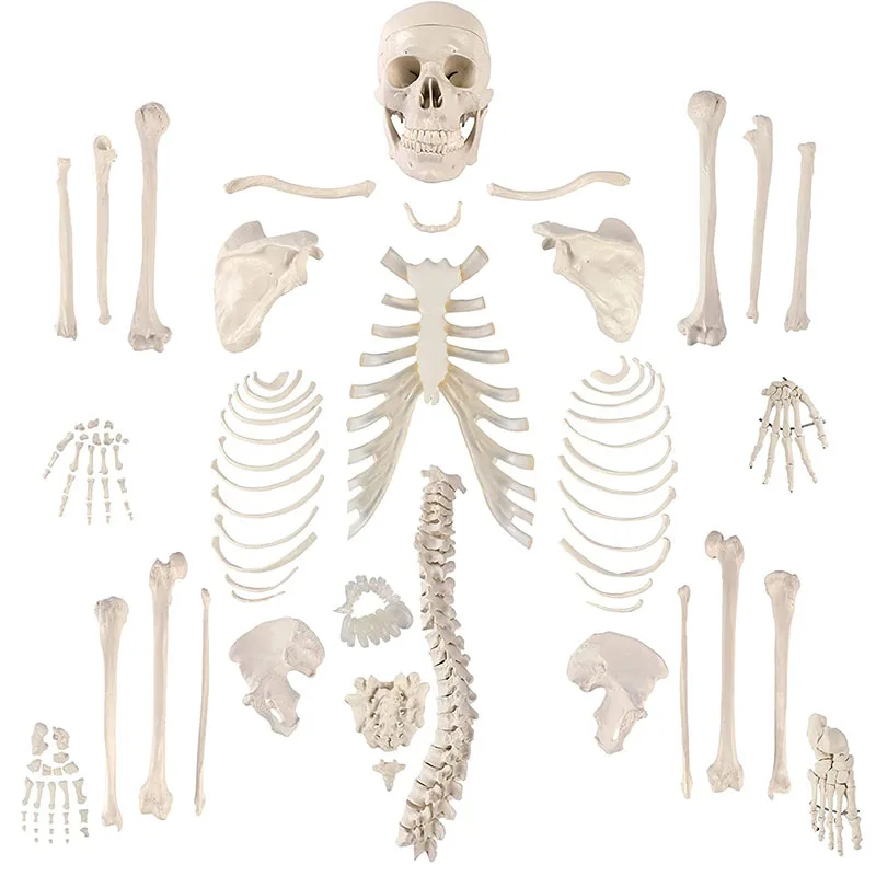 Disarticulated Human Skeleton, Full Unassembled Anatomical Model Life Sized 170CM Skull , Bones, Articulated Hand & Foot
Disarticulated Human Skeleton, Full Unassembled Anatomical Model Life Sized 170CM Skull , Bones, Articulated Hand & Foot