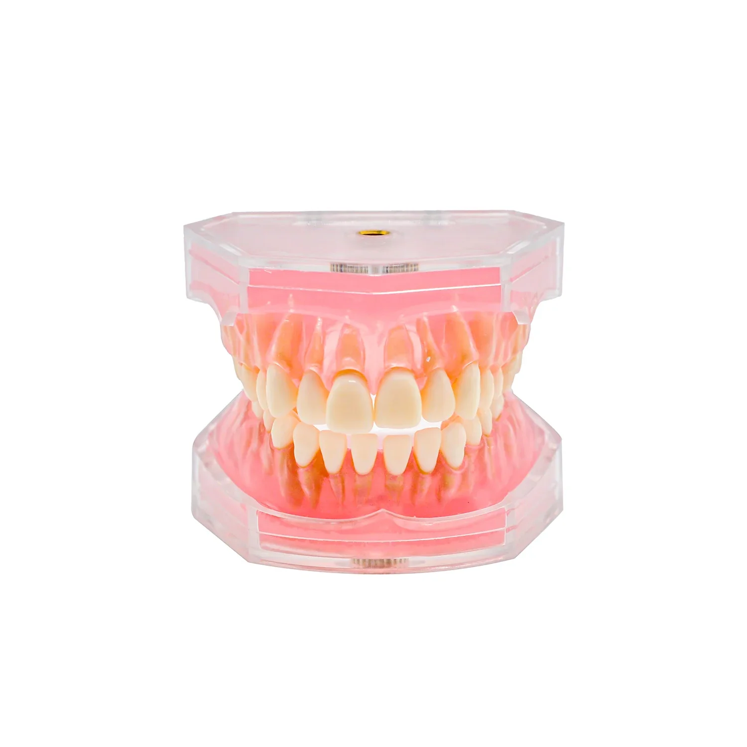 1pc Dental Teeth Model for Training Dentistry Practice Studying Typodont Standard with Removable Teeth Models Dentist Tools
1pc Dental Teeth Model for Training Dentistry Practice Studying Typodont Standard with Removable Teeth Models Dentist Tools