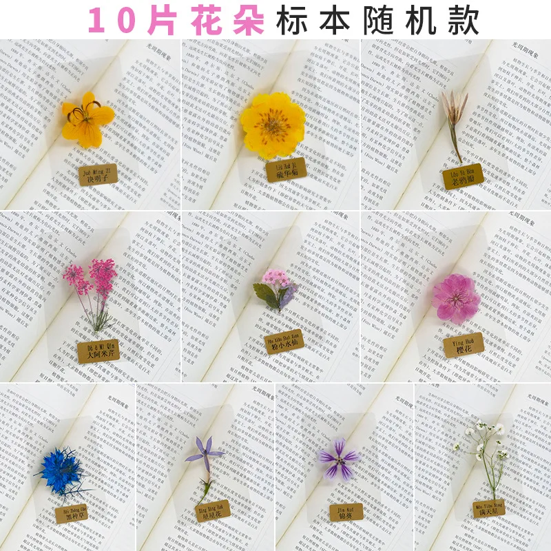 Transparent Plastic Plant Specimen Bookmark Material Kit, Vintage Pressed Flower Bookmark, Handmade DIY Materials, Dried Flower Tools, Holiday Gift
Transparent Plastic Plant Specimen Bookmark Material Kit, Vintage Pressed Flower Bookmark, Handmade DIY Materials, Dried Flower Tools, Holiday Gift