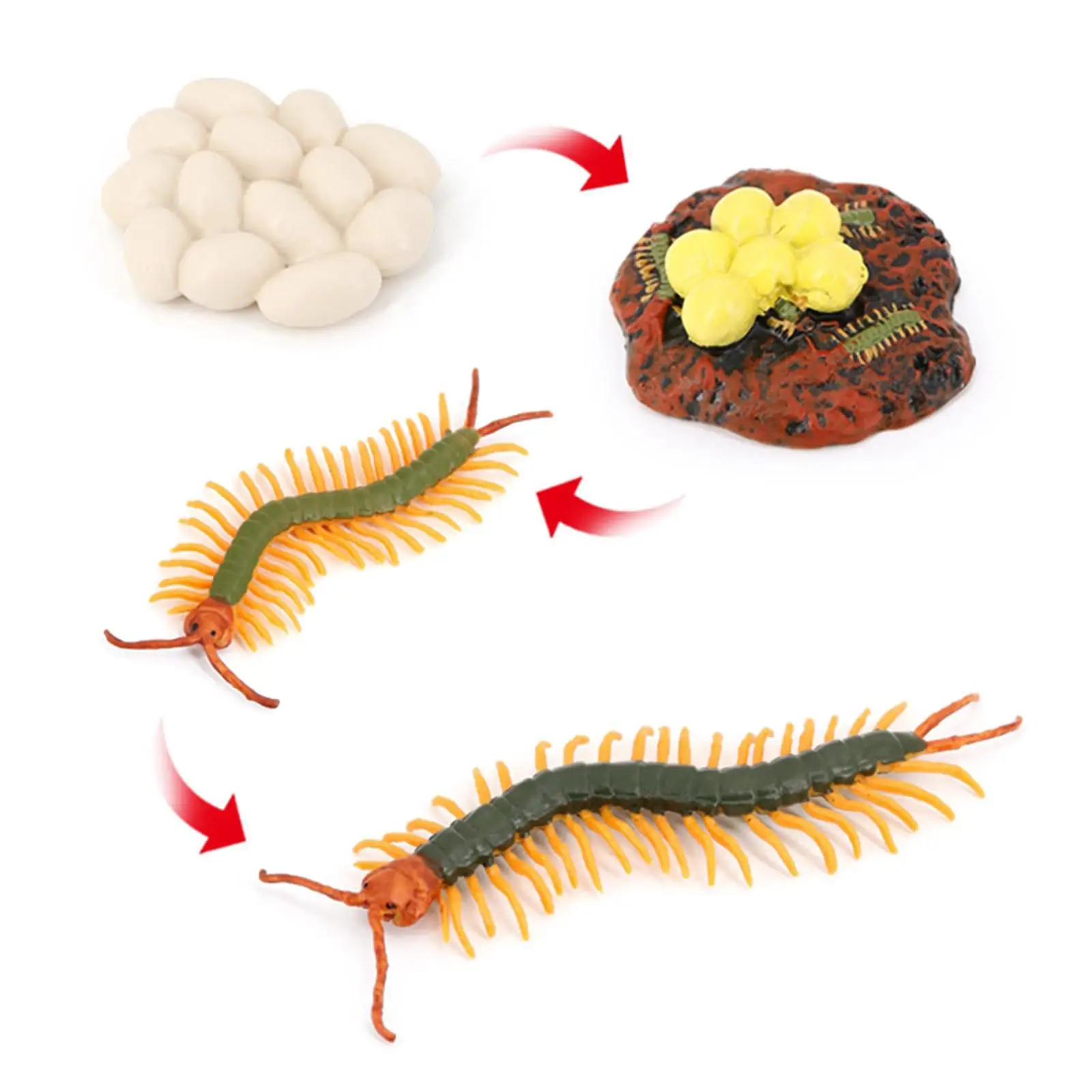 Life Cycle of a 4 Separate Pieces Growth Cycle Model Figurines Miniature Decor Collector Kids Educational Toys
Life Cycle of a 4 Separate Pieces Growth Cycle Model Figurines Miniature Decor Collector Kids Educational Toys