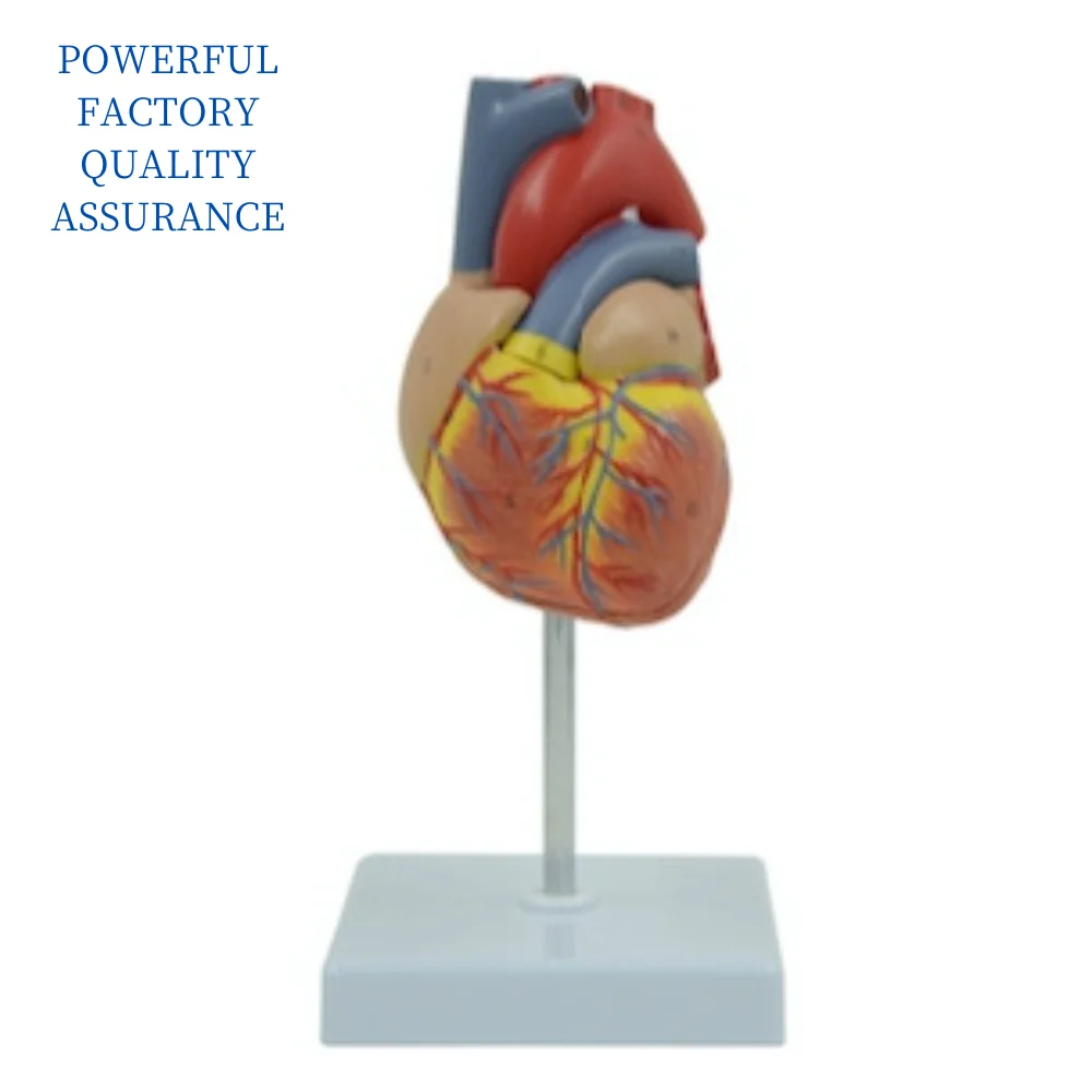 Adult Heart Anatomy Model Medical Science Human Anatomia Simulator Medical Supplies Educational Teaching Material for Medico Med
Adult Heart Anatomy Model Medical Science Human Anatomia Simulator Medical Supplies Educational Teaching Material for Medico Med