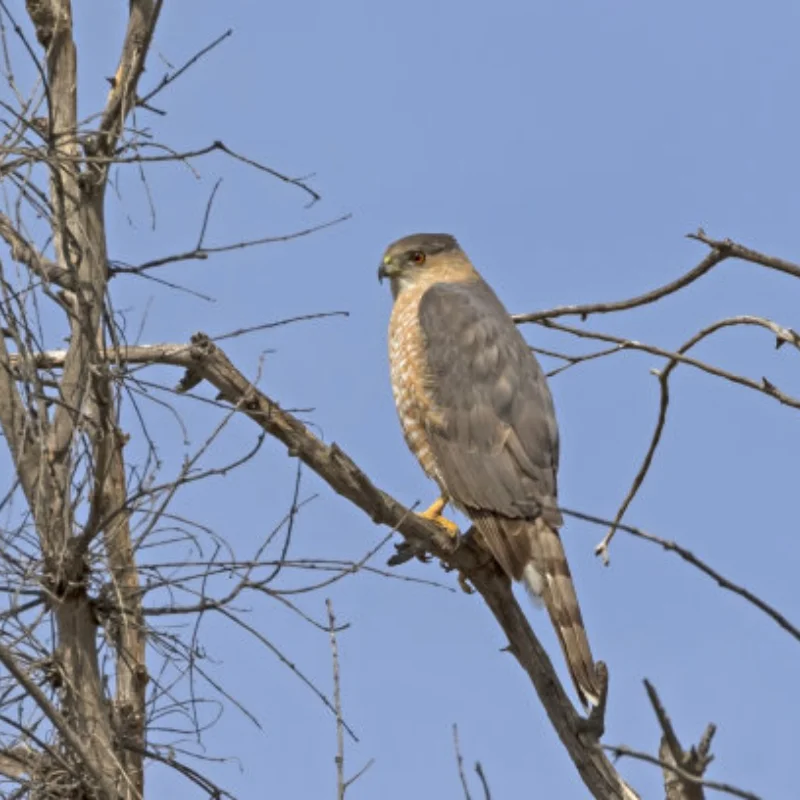 Aluminum Shell Body Mount for Tamiya TT02 TT-02D Chassis Upgrades 1/10 RC Accessories
Aluminum Shell Body Mount for Tamiya TT02 TT-02D Chassis Upgrades 1/10 RC Accessories