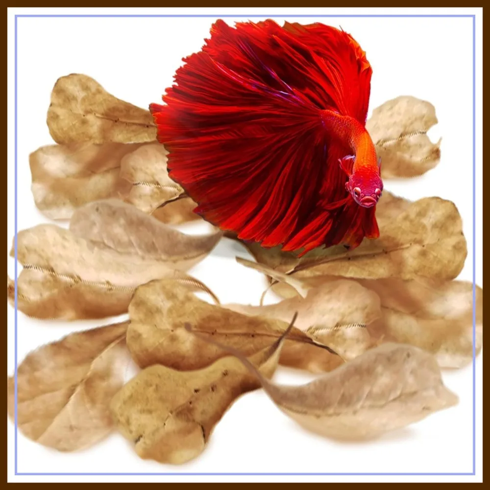 50 Pcs Catappa Indian Almond Leaves – 2" Aquarium Water Conditioner for Betta, Shrimp, Goldfish & Guppy
50 Pcs Catappa Indian Almond Leaves – 2" Aquarium Water Conditioner for Betta, Shrimp, Goldfish & Guppy