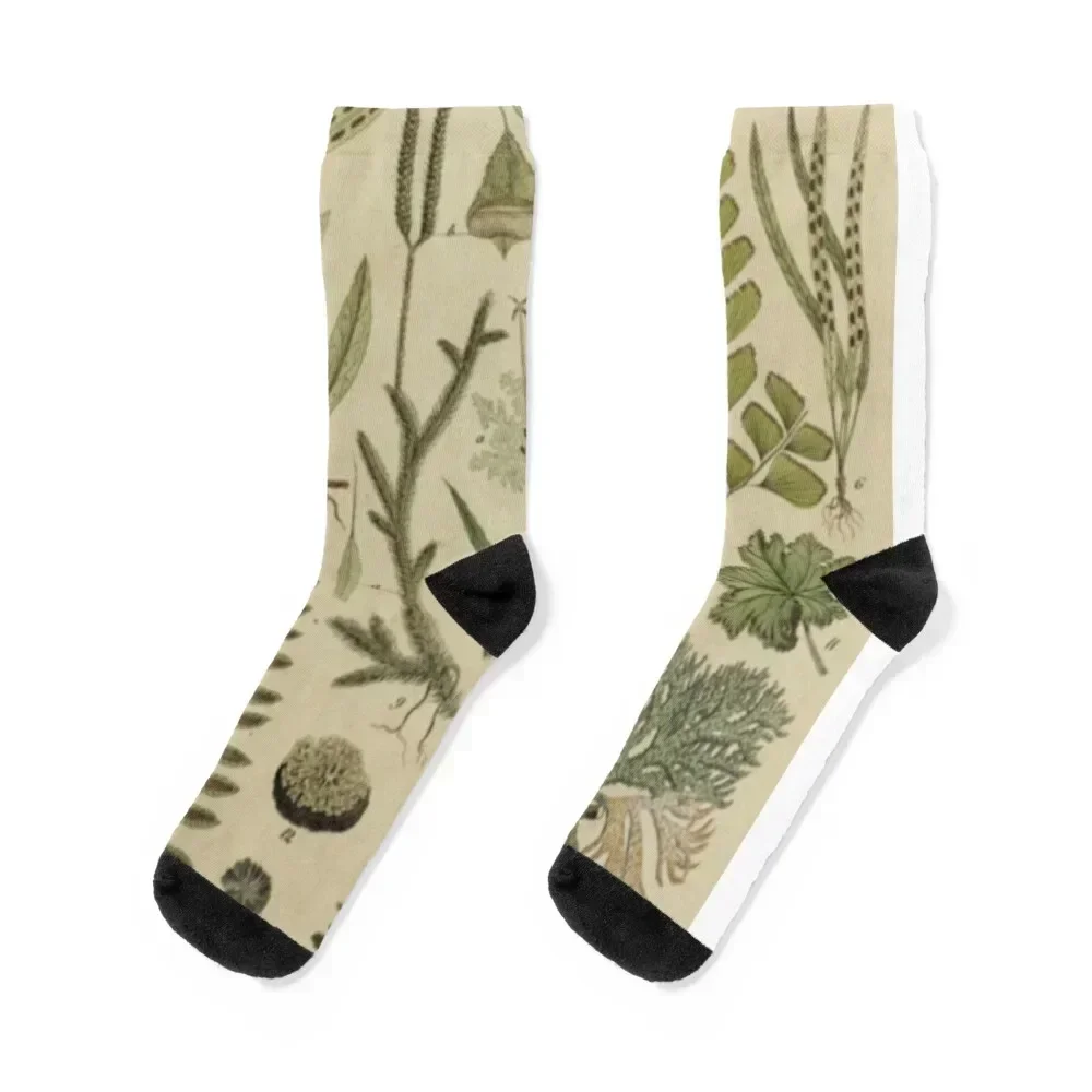 Ferns And Lichen Socks retro Antiskid soccer fashionable essential Men Socks Women's 
Ferns And Lichen Socks retro Antiskid soccer fashionable essential Men Socks Women's