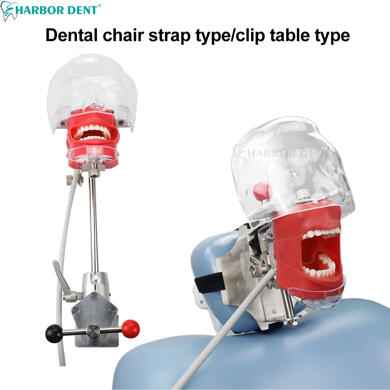 Dental chair strap/clip table type Simulation Head Model With 28Pcs Teeth For Dentist Education Teaching Dentistry Tool
Dental chair strap/clip table type Simulation Head Model With 28Pcs Teeth For Dentist Education Teaching Dentistry Tool