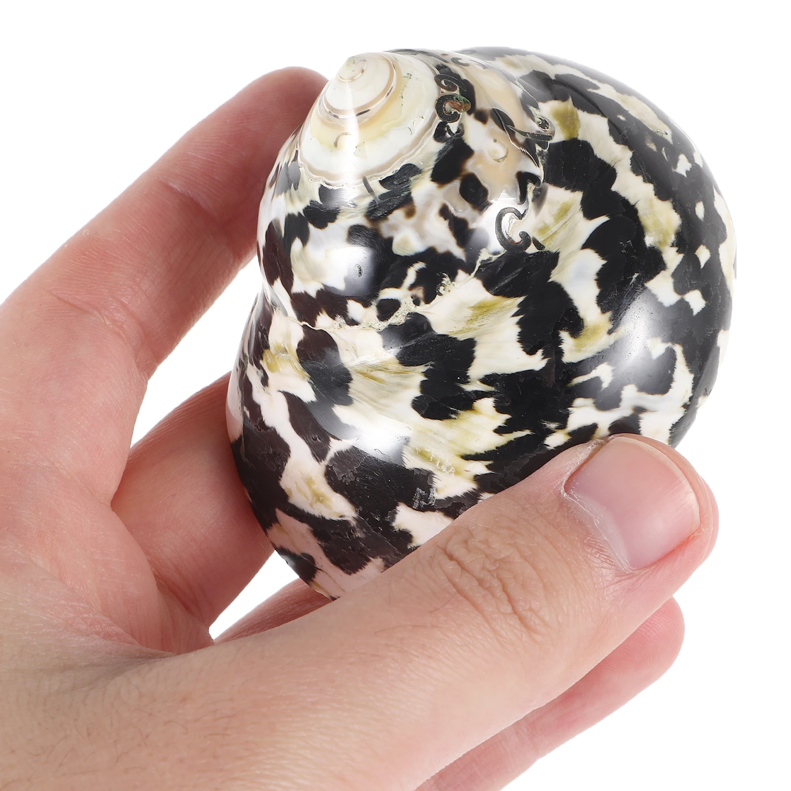 Natural Decor Fish Tank Ornament Aquarium Exquisite Seashell Decoration Creative Adorn Desktop Landscape Decorative Shell Fish
Natural Decor Fish Tank Ornament Aquarium Exquisite Seashell Decoration Creative Adorn Desktop Landscape Decorative Shell Fish
