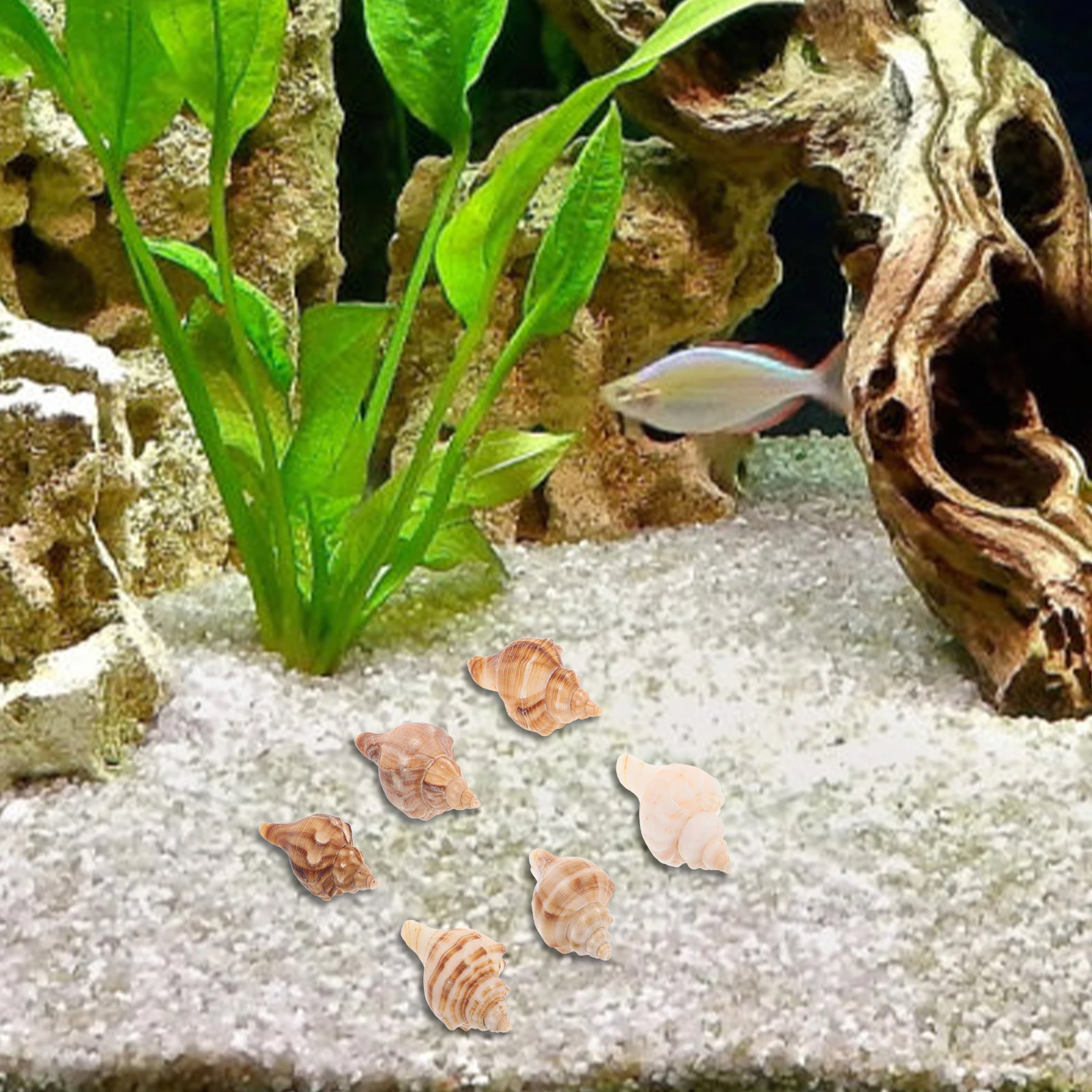 6pcs Shells Natural Crab Replacement Fish Tank Crab Shells Decorations Aquarium Beach Bedroom Theme Party
6pcs Shells Natural Crab Replacement Fish Tank Crab Shells Decorations Aquarium Beach Bedroom Theme Party