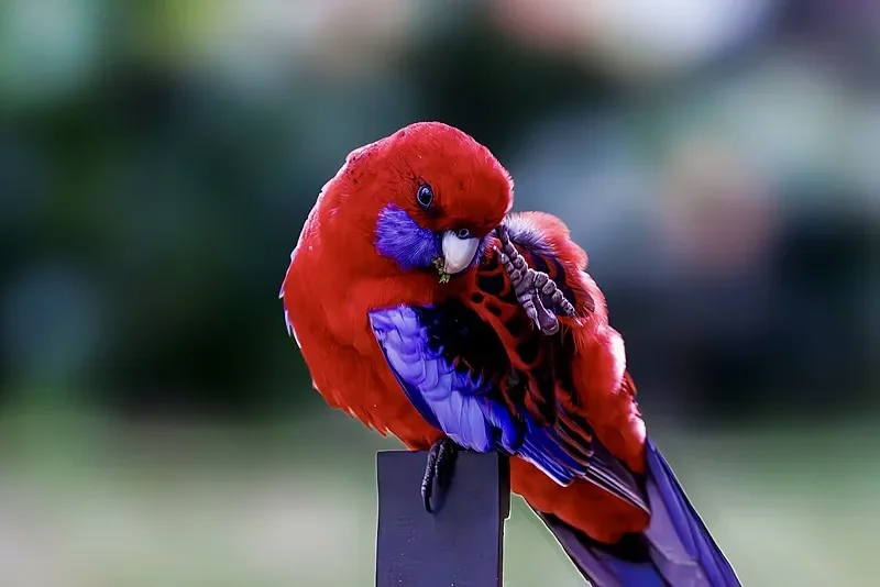 SKYZONE SteadyView V3.3 5.8GHz Receiver - High Sensitivity for FPV Goggles
SKYZONE SteadyView V3.3 5.8GHz Receiver - High Sensitivity for FPV Goggles