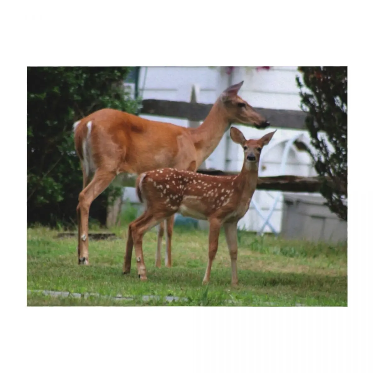 Deer: Doe and Fawn Throw Blanket Flannel Plaid Tourist Heavy Blankets
Deer: Doe and Fawn Throw Blanket Flannel Plaid Tourist Heavy Blankets