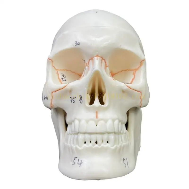 62KA Numbered Human Adult Skull,2Part Anatomical Skull Model with Removable Skull
62KA Numbered Human Adult Skull,2Part Anatomical Skull Model with Removable Skull