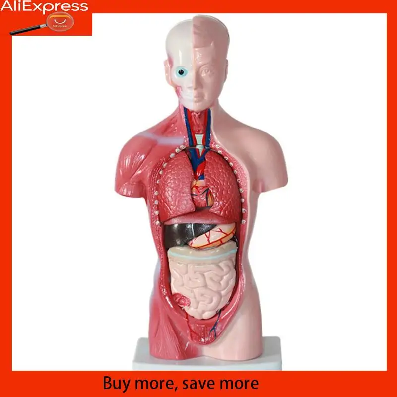 Human Torso Body Model Anatomy Anatomical Internal Organs PVC For Student Teaching Study
Human Torso Body Model Anatomy Anatomical Internal Organs PVC For Student Teaching Study