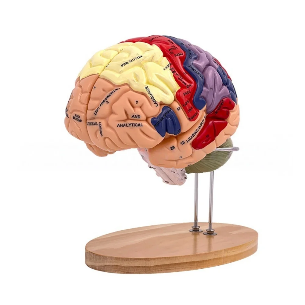 2 Times Magnified Deluxe Brain Function Anatomy Model Brain Nerve Structure Anatomy Model
2 Times Magnified Deluxe Brain Function Anatomy Model Brain Nerve Structure Anatomy Model