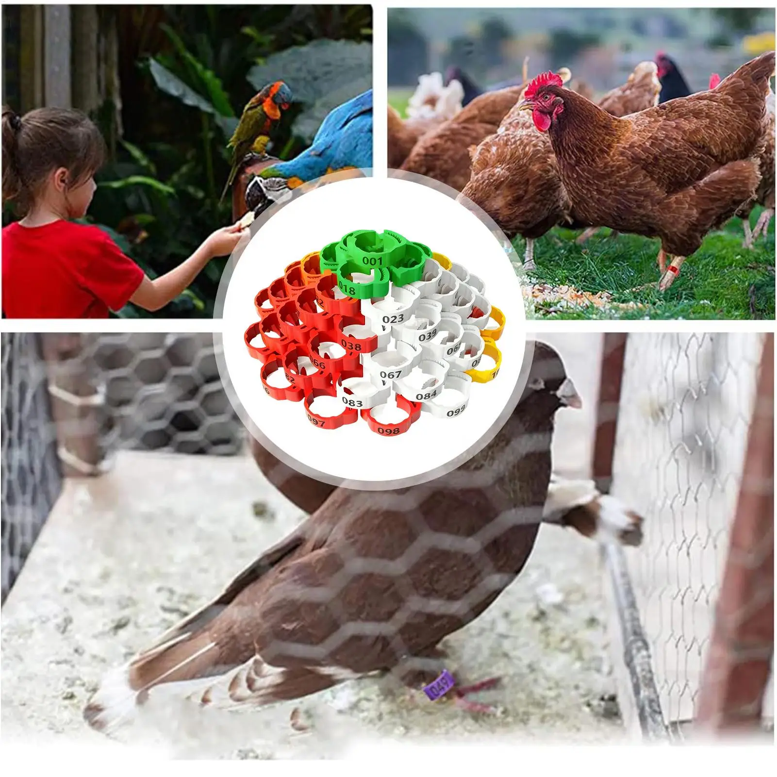 150 Pcs Poultry Leg Bands Adjustable Numbered Chicken Foot Rings for Duck, Turkey, Pigeon Color-Coded Identification for Farm
150 Pcs Poultry Leg Bands Adjustable Numbered Chicken Foot Rings for Duck, Turkey, Pigeon Color-Coded Identification for Farm