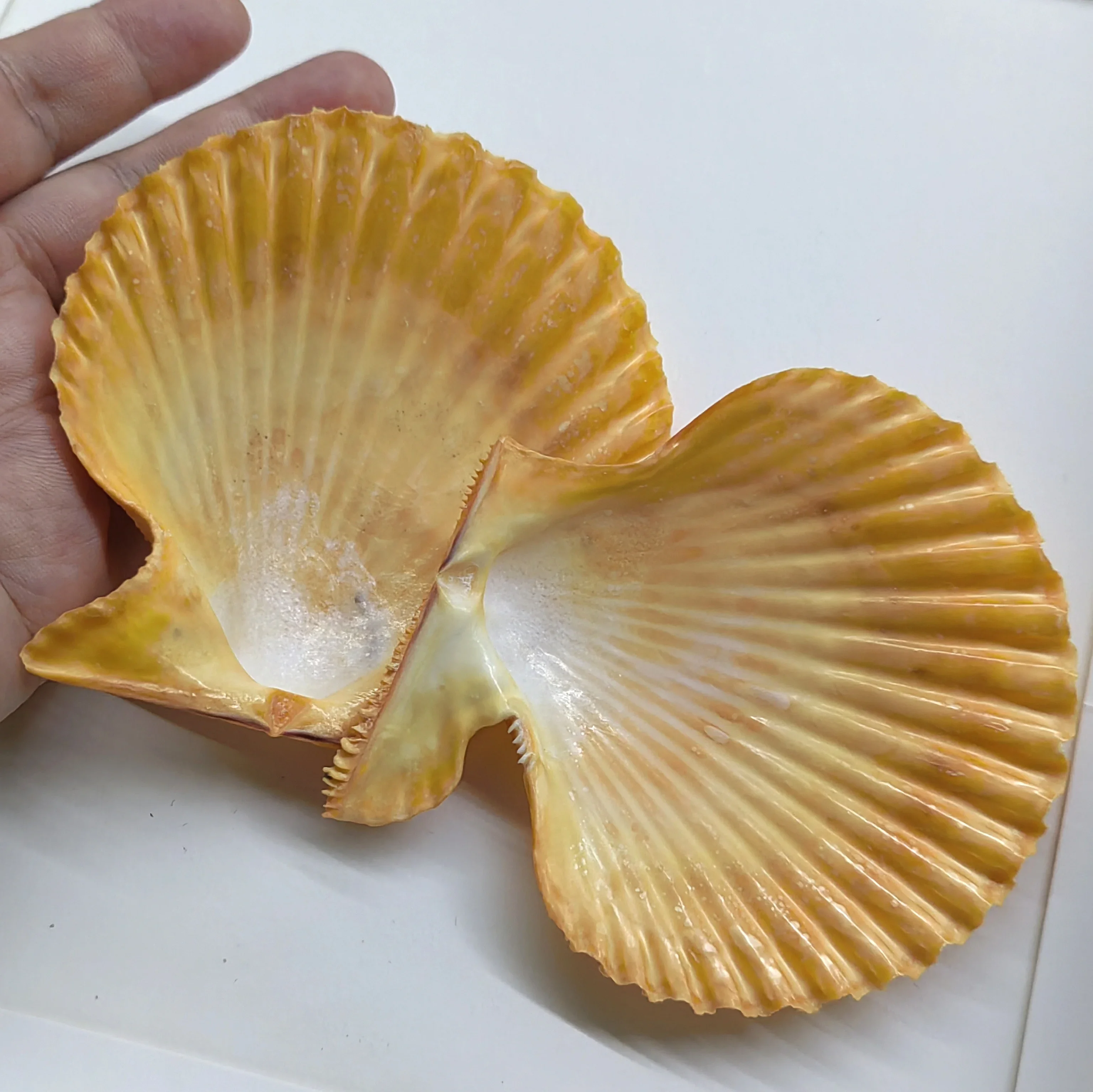 1pc Golden Scallop Shells Natural Lion's Paw Seashell Conch for DIY Craft Mermaid Beach Wedding Home Decoration Fish Tank 9CM
1pc Golden Scallop Shells Natural Lion's Paw Seashell Conch for DIY Craft Mermaid Beach Wedding Home Decoration Fish Tank 9CM