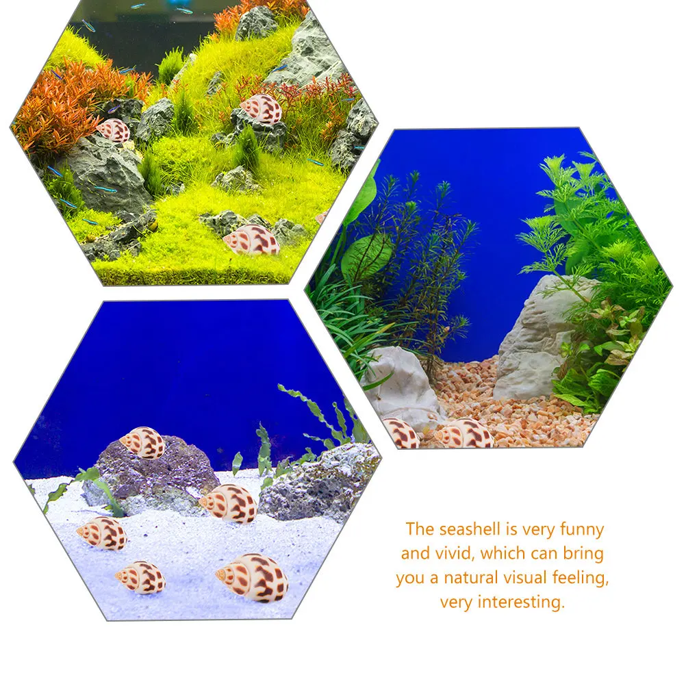 160Pcs Natural Shells Decor Sea Conch Craft for Home Fish Tank Landscaping Vase Filling Material DIY Decoration Accessories
160Pcs Natural Shells Decor Sea Conch Craft for Home Fish Tank Landscaping Vase Filling Material DIY Decoration Accessories