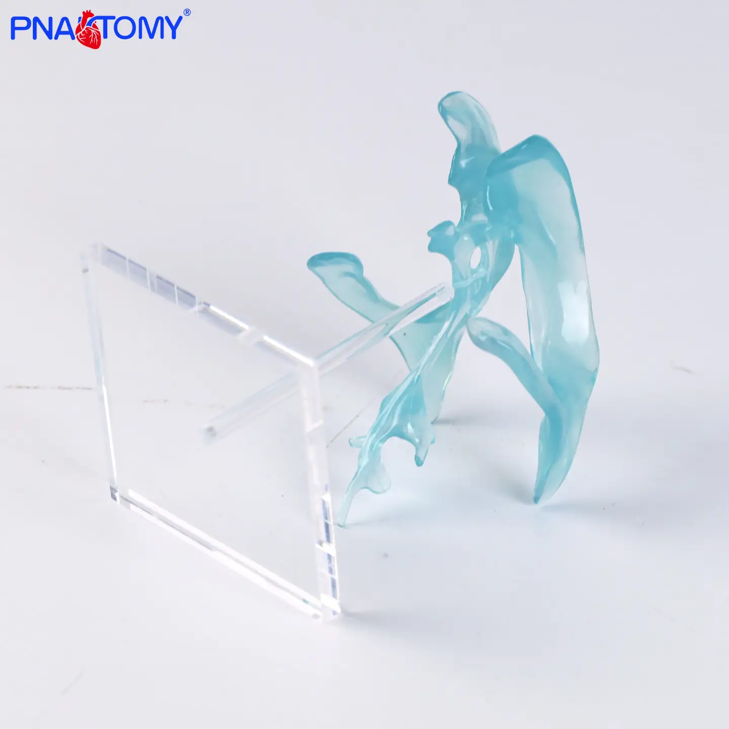 Enlarged Transparent Anatomical Model of Central Nerve in Amygdala Brain and Thalamus of Medical Human Brain 
Enlarged Transparent Anatomical Model of Central Nerve in Amygdala Brain and Thalamus of Medical Human Brain