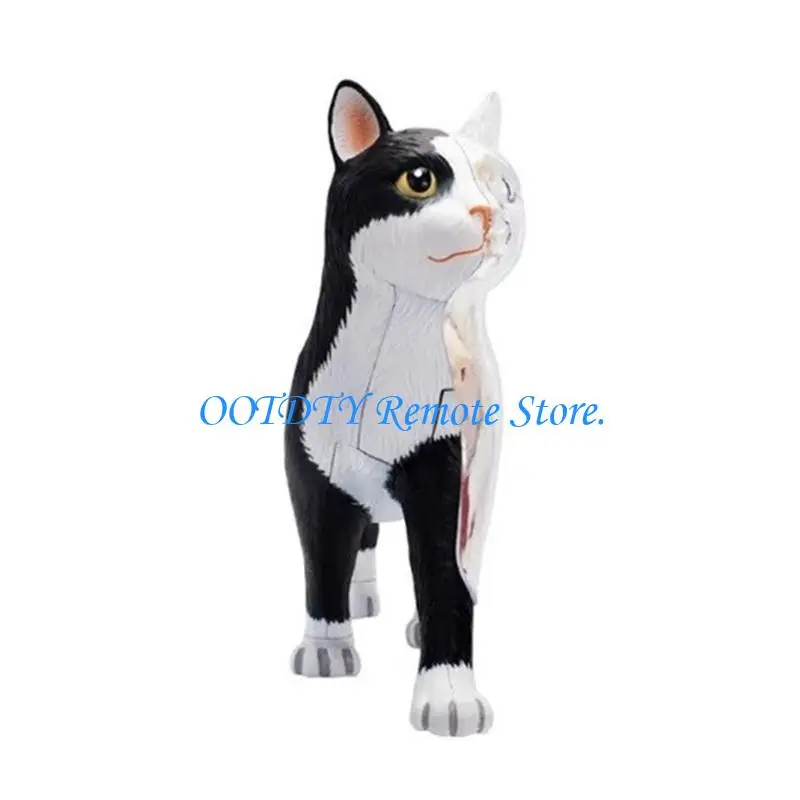 Animal Organ Anatomy Model 4D Anatomy Model Animal Assembling Toy for Kid
Animal Organ Anatomy Model 4D Anatomy Model Animal Assembling Toy for Kid