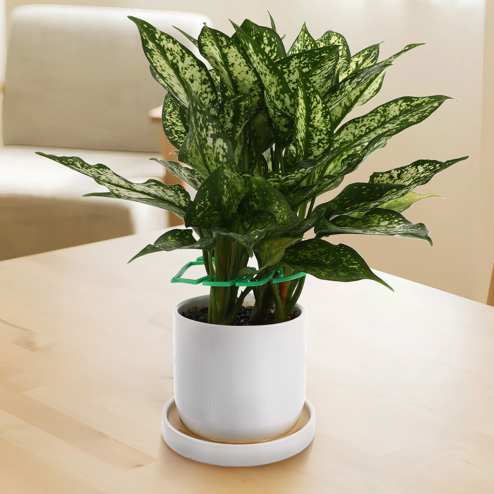 4Pcs Plant Support Structures Monstera Shaped Stem Holder for Indoor Outdoor Plants Plant Growth Stabilizer Decorative Climbing
4Pcs Plant Support Structures Monstera Shaped Stem Holder for Indoor Outdoor Plants Plant Growth Stabilizer Decorative Climbing