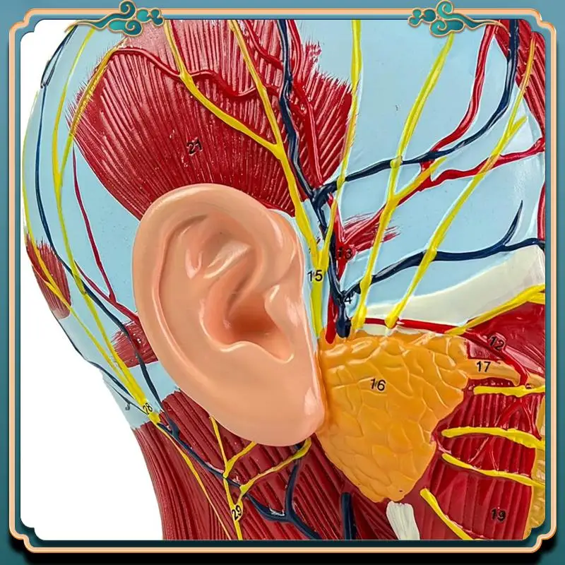 (New)-Life-Size Human Anatomy Model Of The Head And Neck, Neurovascular And Muscular Structures, 81 Labeled Parts
(New)-Life-Size Human Anatomy Model Of The Head And Neck, Neurovascular And Muscular Structures, 81 Labeled Parts