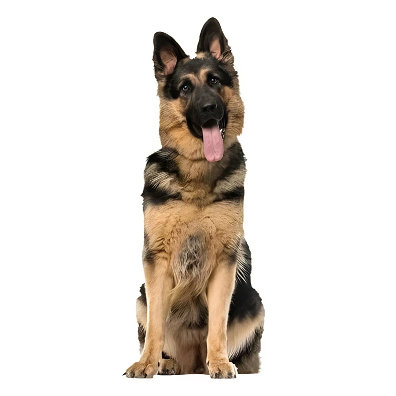 GS38#2.5*6inches Loyal Companion German Shepherd Stickers Car Decals, Weather-Resistant Vinyl Stickers for Windows, Bumper,
GS38#2.5*6inches Loyal Companion German Shepherd Stickers Car Decals, Weather-Resistant Vinyl Stickers for Windows, Bumper,