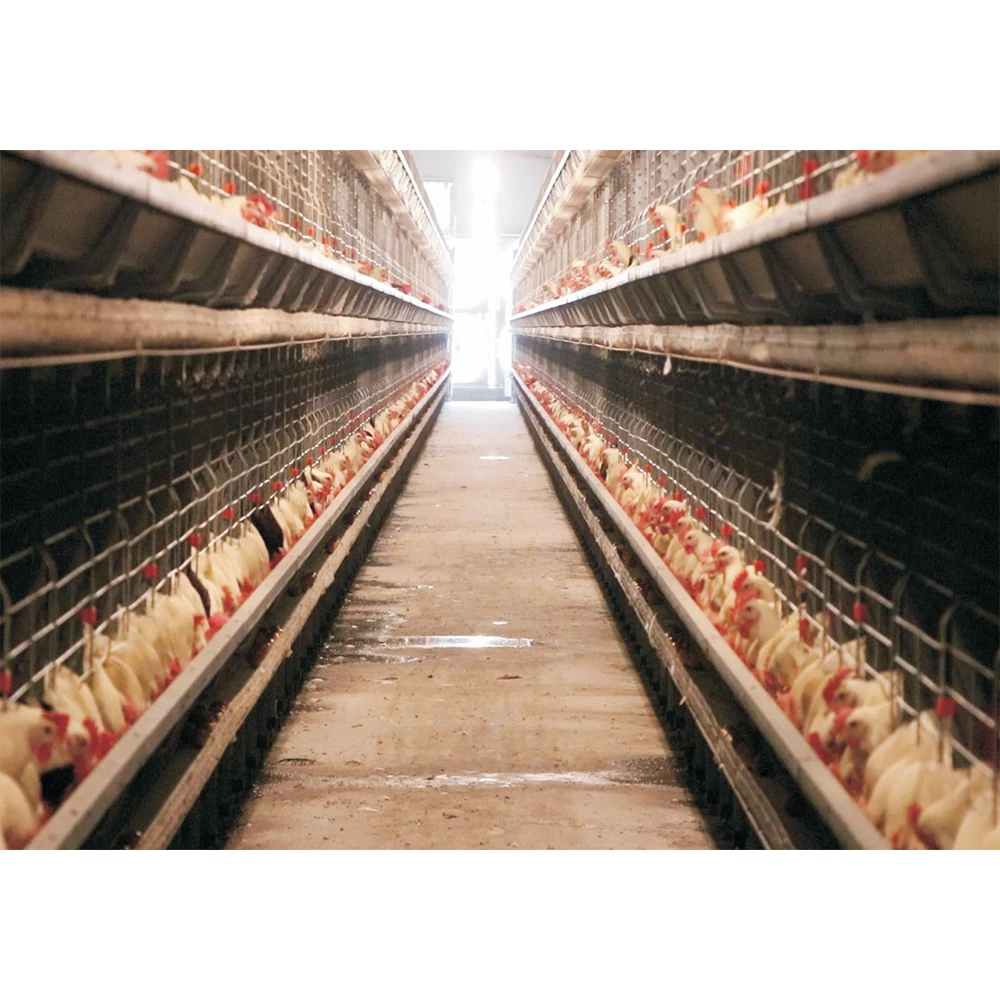 Good Price A/H Type Chicken Coop With Automatic Equipment Used In Chicken Cage
Good Price A/H Type Chicken Coop With Automatic Equipment Used In Chicken Cage