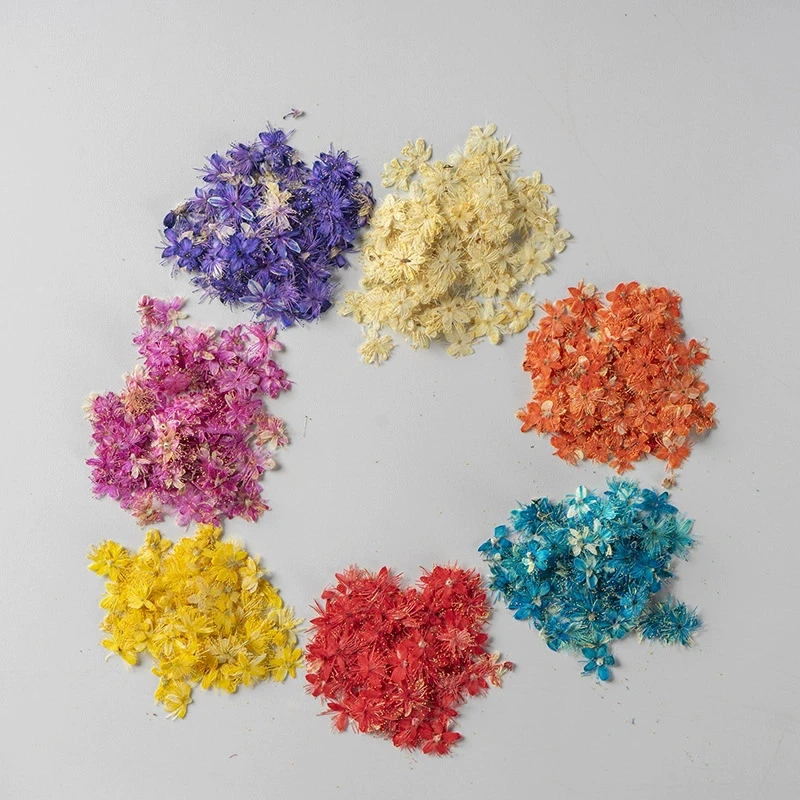 100Pcs White Sandalwood Real Flower Plant Specimens for Teaching DIY Handmade Photo Frames Bookmarks Phone Cases Pressed Flower Art Dried Flower Materials
100Pcs White Sandalwood Real Flower Plant Specimens for Teaching DIY Handmade Photo Frames Bookmarks Phone Cases Pressed Flower Art Dried Flower Materials