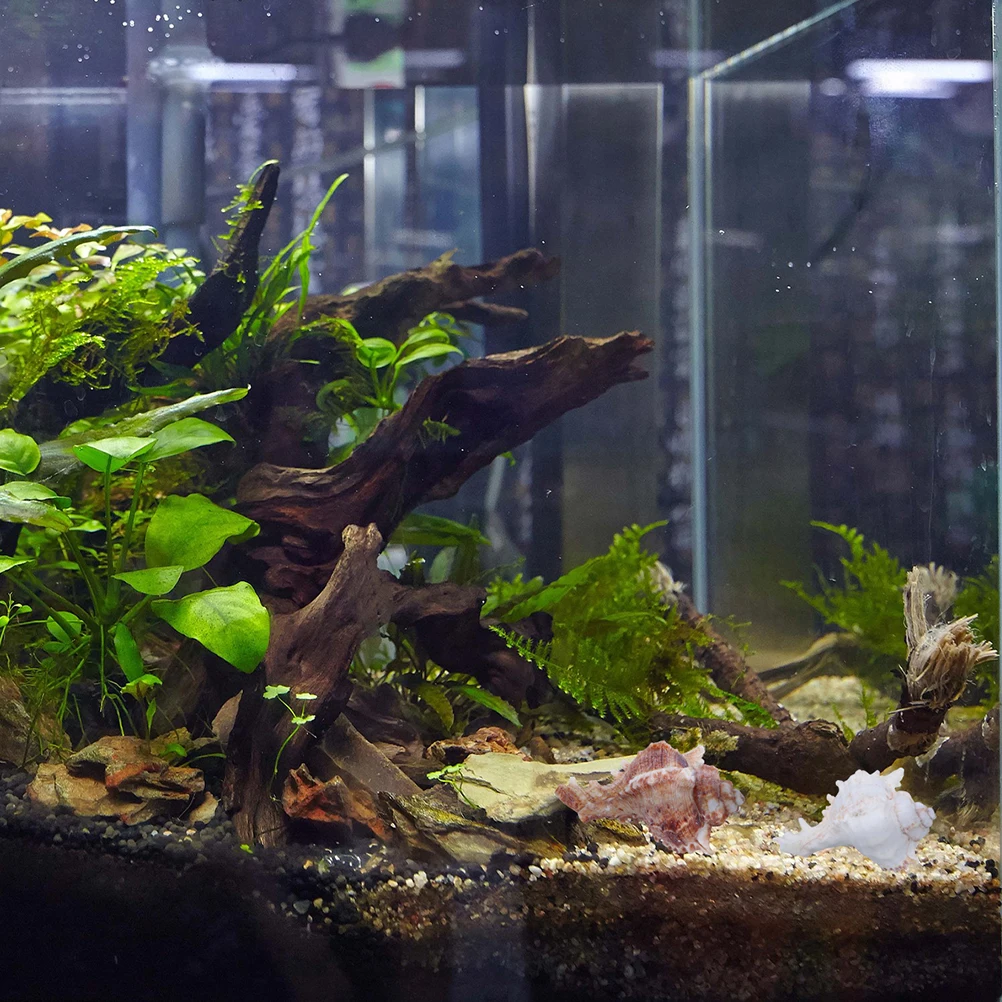 5Pcs Natural Big Conch 6-9Cm Home Aquarium Decoration Underwater Landscape Fish Tank Ornament Nautical Decor Beach Party
5Pcs Natural Big Conch 6-9Cm Home Aquarium Decoration Underwater Landscape Fish Tank Ornament Nautical Decor Beach Party