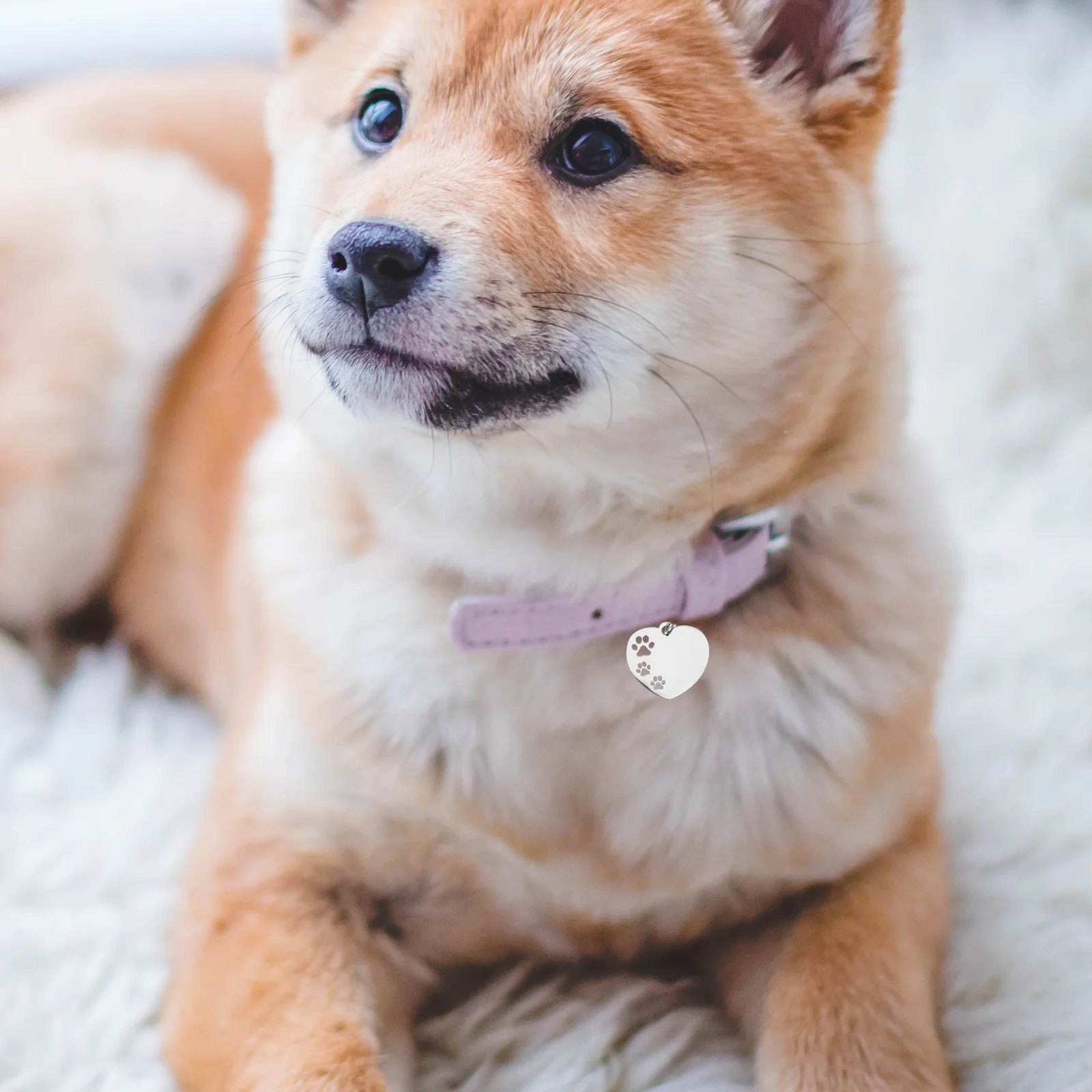 10Pcs Heart Shape Dog Tag Stainless Steel Blank Pet Name Tags with Hollow Paw Pattern Rust Resistant Dog Id Tag for Pets
10Pcs Heart Shape Dog Tag Stainless Steel Blank Pet Name Tags with Hollow Paw Pattern Rust Resistant Dog Id Tag for Pets