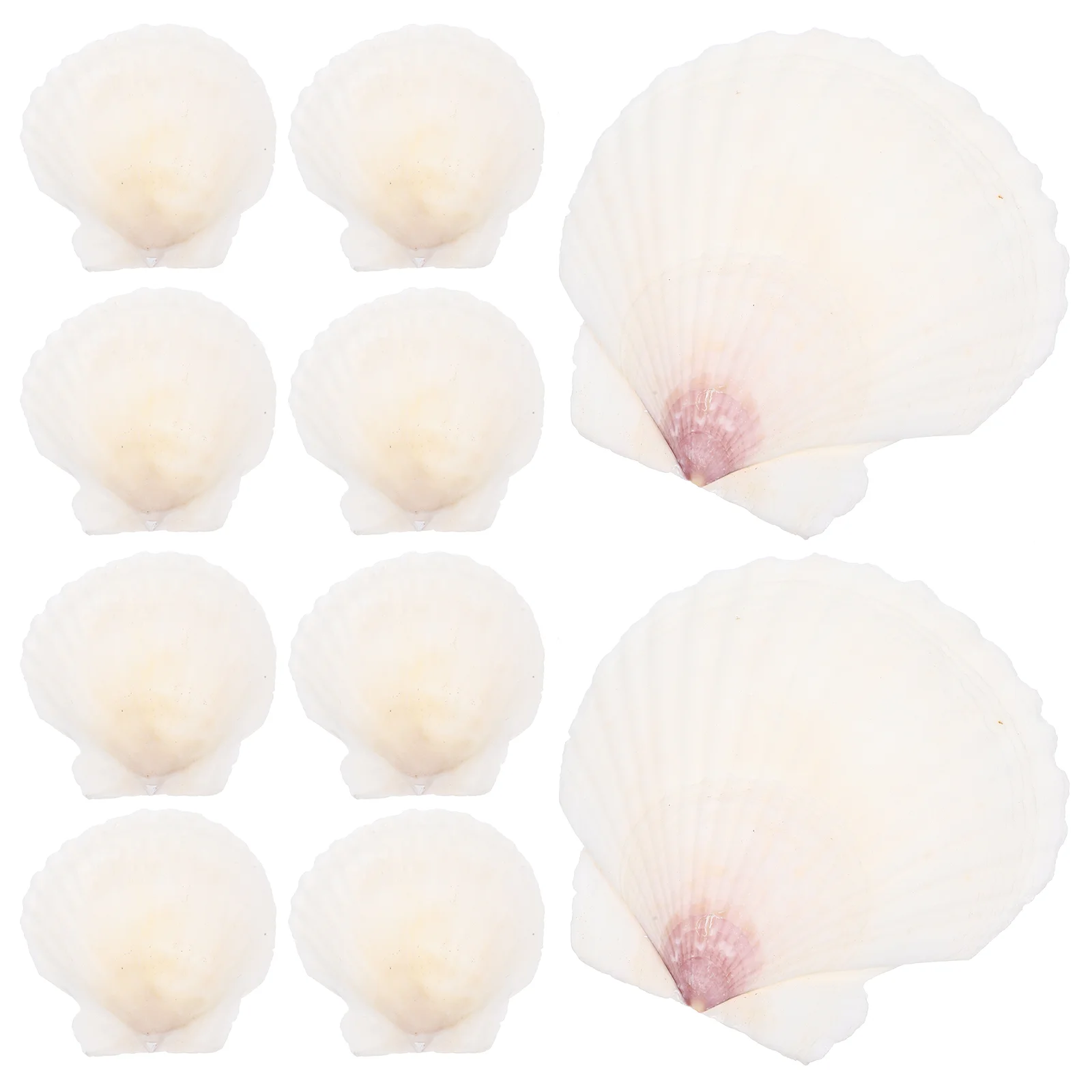 10 Pcs Natural Shell Decoration Landscaping Craft Seashells for Wedding Table White Large Decorative Embellishment
10 Pcs Natural Shell Decoration Landscaping Craft Seashells for Wedding Table White Large Decorative Embellishment