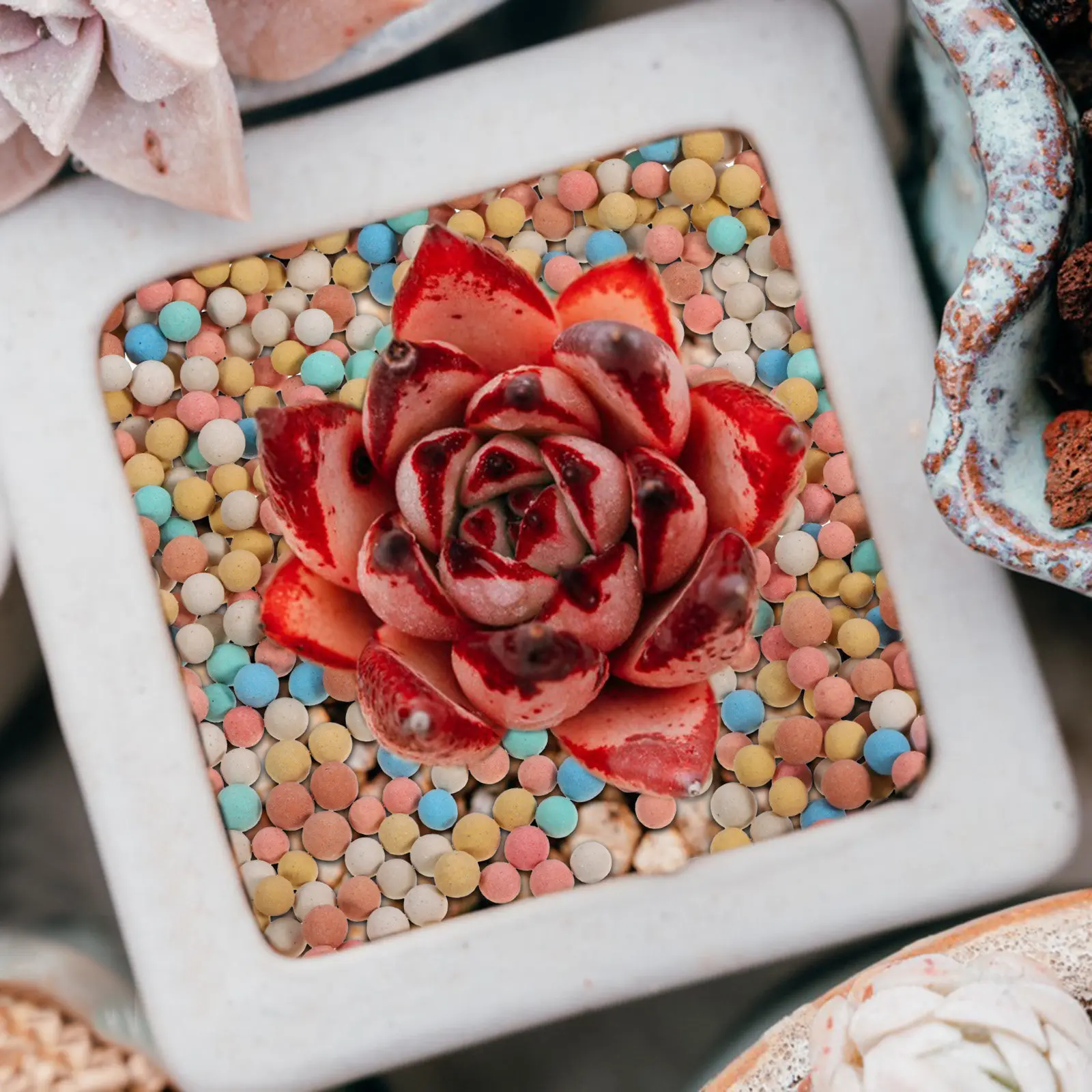 2 упаковки керамзита для суккулентов, керамический грунт для декора, глиняные гальки для посадки цветов, почвосмеси
2 упаковки керамзита для суккулентов, керамический грунт для декора, глиняные гальки для посадки цветов, почвосмеси