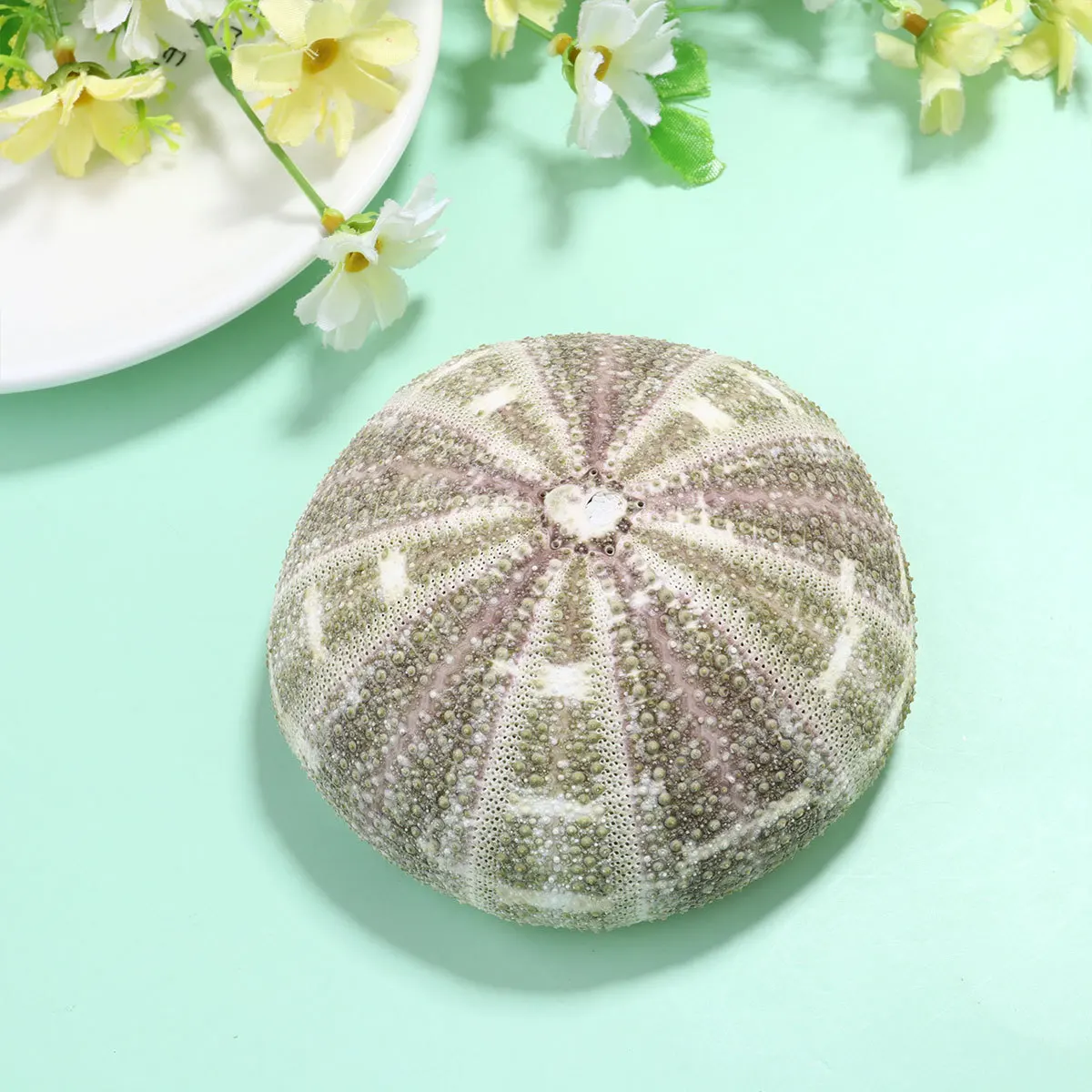 2Pcs Natural Dried Sea Urchin Shells Unique Small Planting Pots for Air Plants Succulents Desktop Decor Home Office Window Sill
2Pcs Natural Dried Sea Urchin Shells Unique Small Planting Pots for Air Plants Succulents Desktop Decor Home Office Window Sill