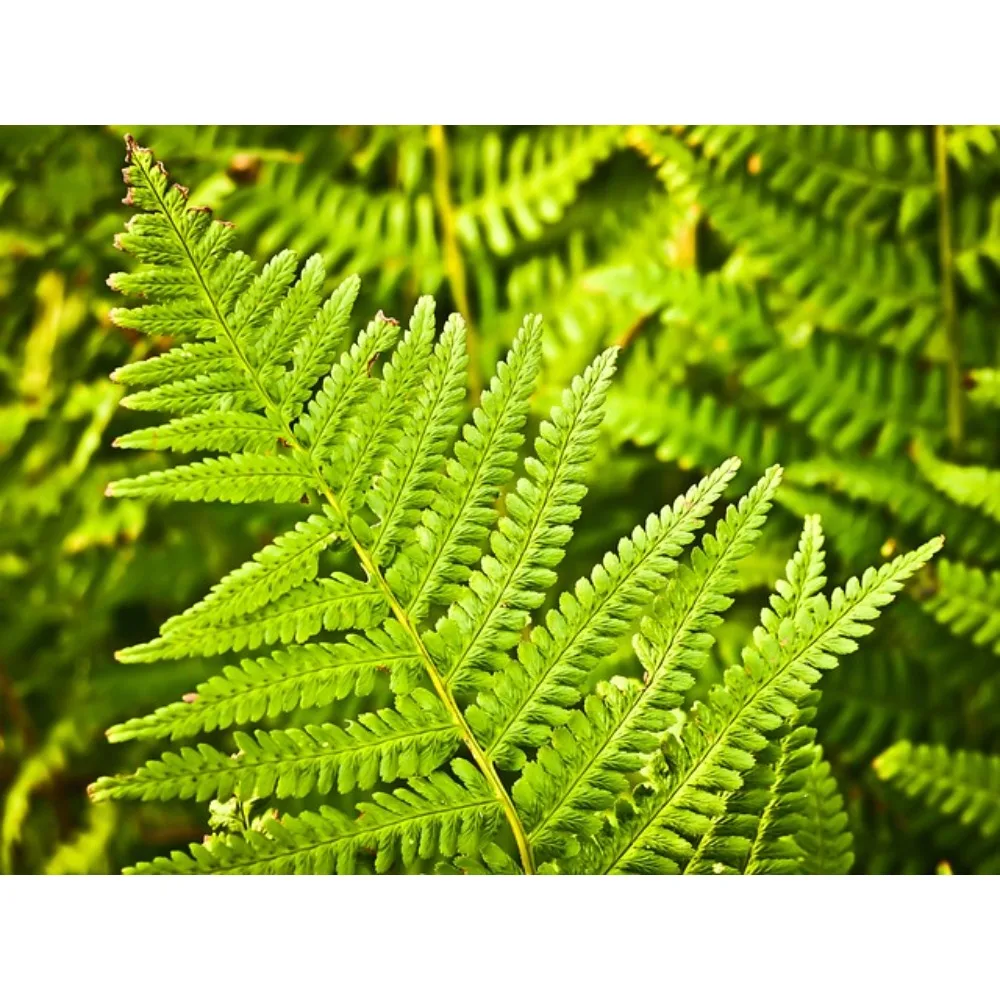 FLYWOO NIN 2104/2303.5 Ultralight FPV Motor 1750/1800/3000KV for Whoop Toothpick Drone Replacement Part
FLYWOO NIN 2104/2303.5 Ultralight FPV Motor 1750/1800/3000KV for Whoop Toothpick Drone Replacement Part